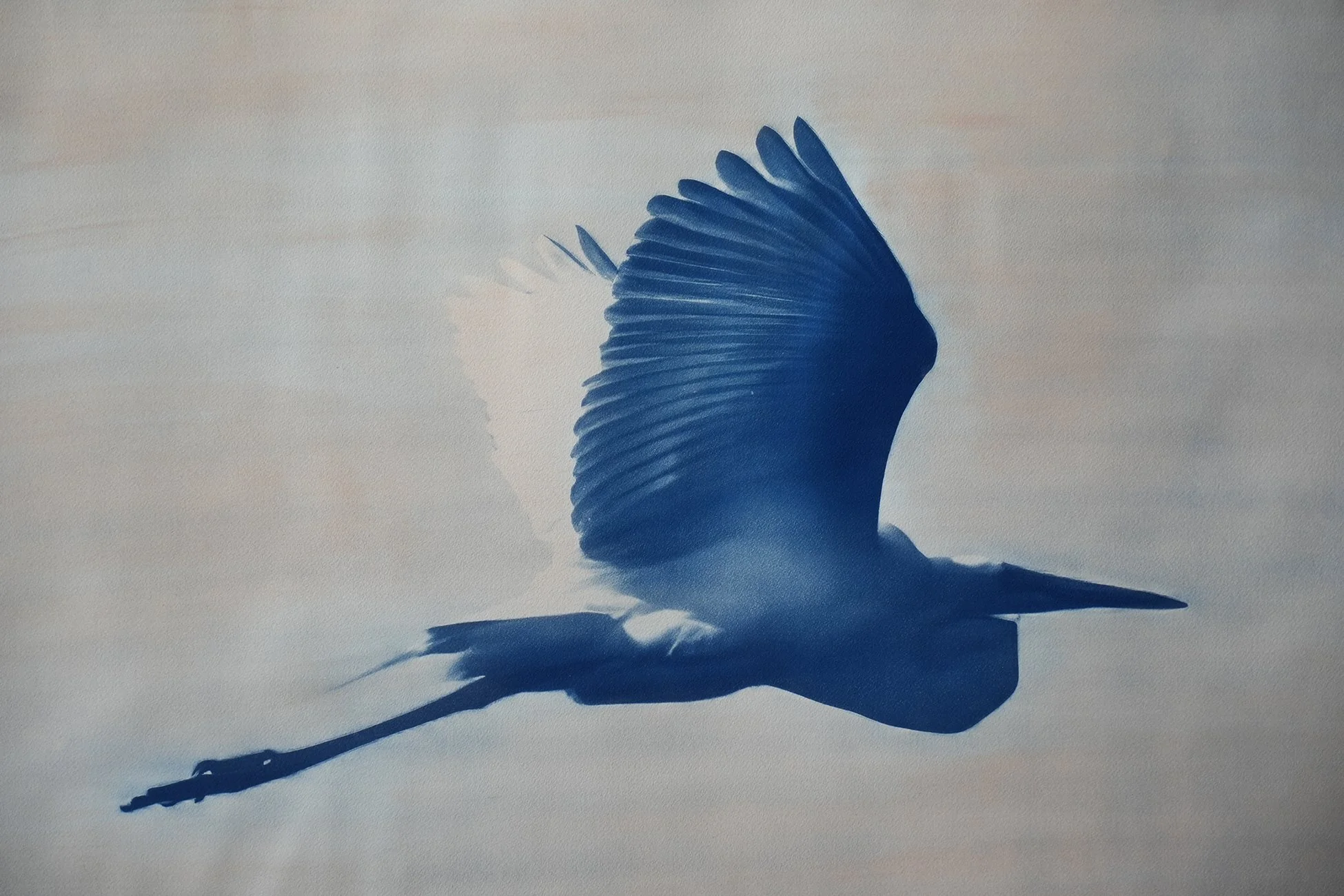 egret 02.jpg