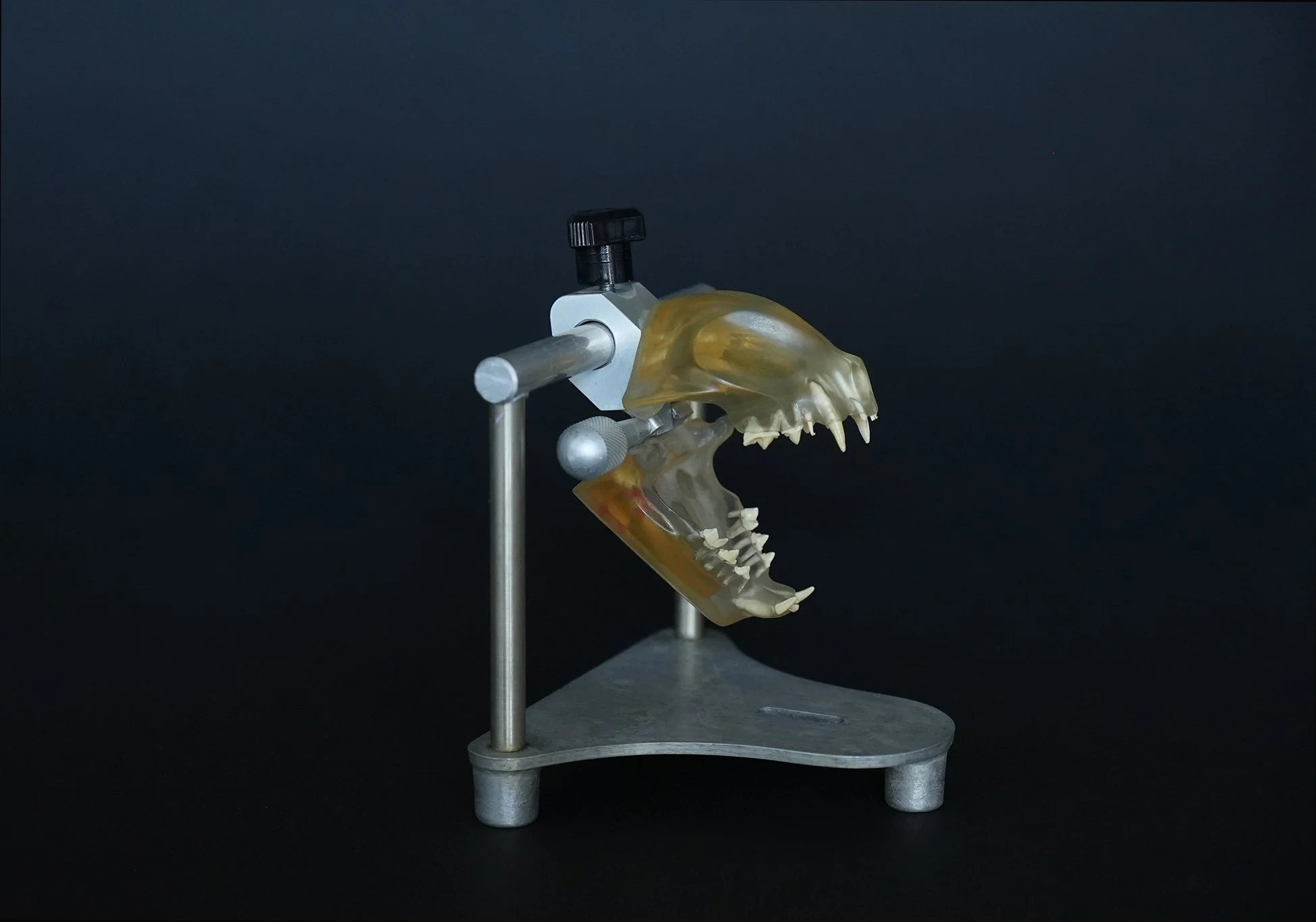 feline skull 01.jpg