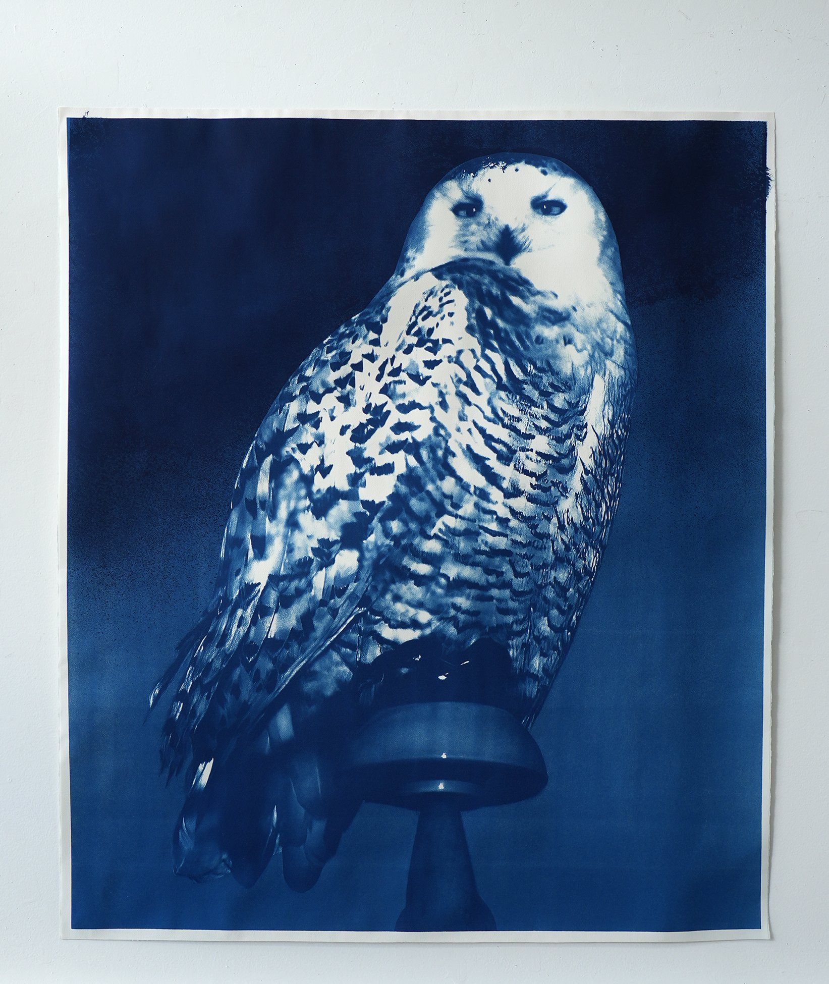 snowy owl L02.jpg