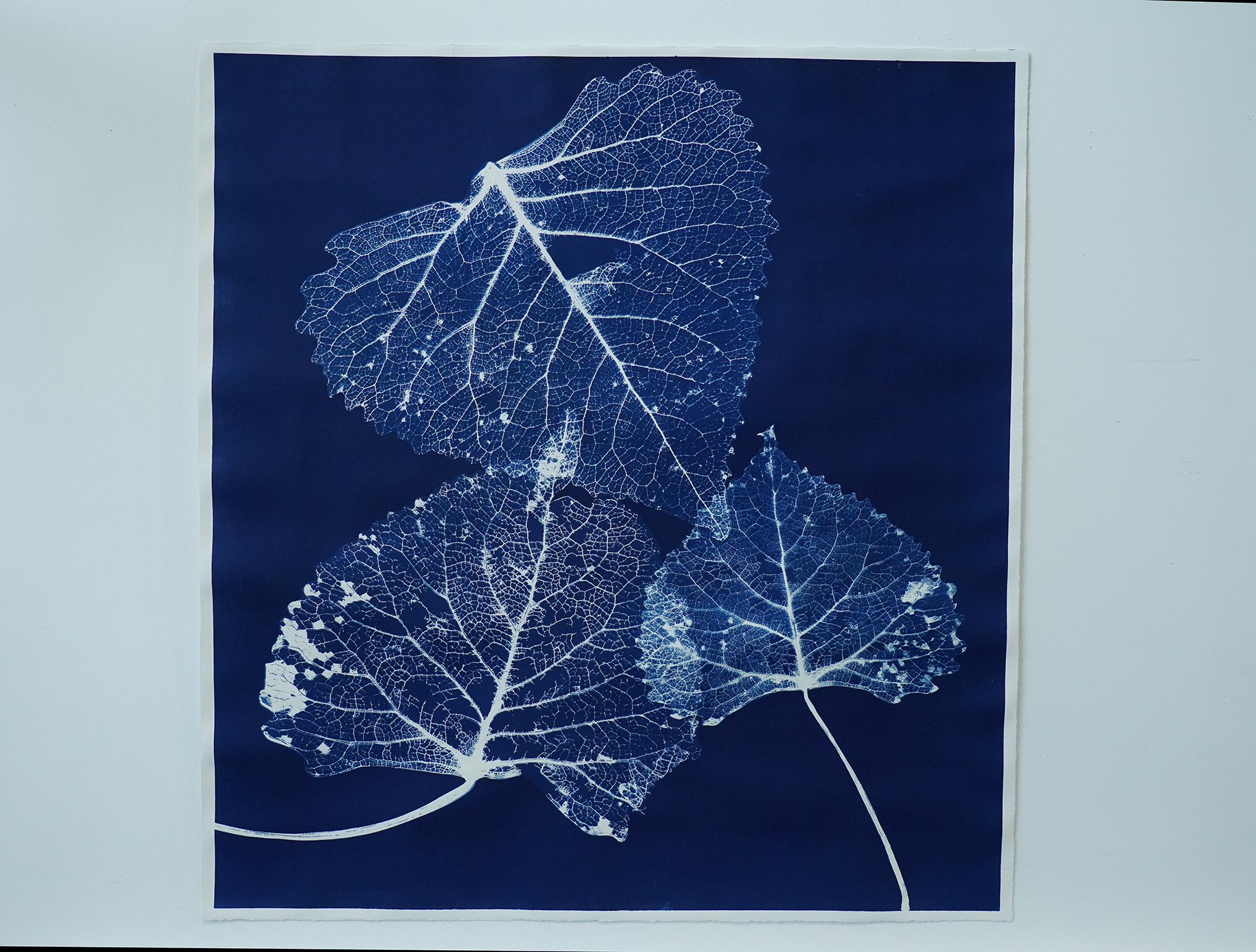 skeleton leaves 02.jpg