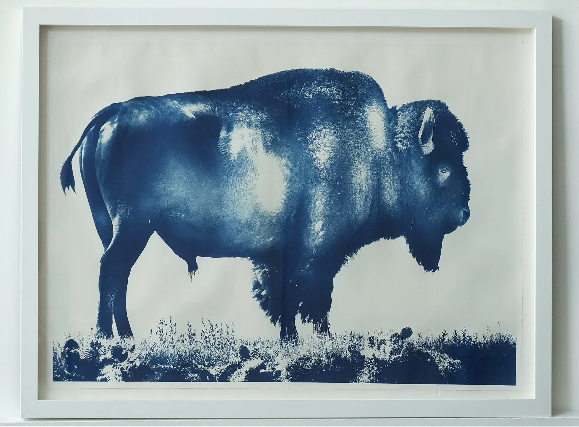 framed bison 01.jpg