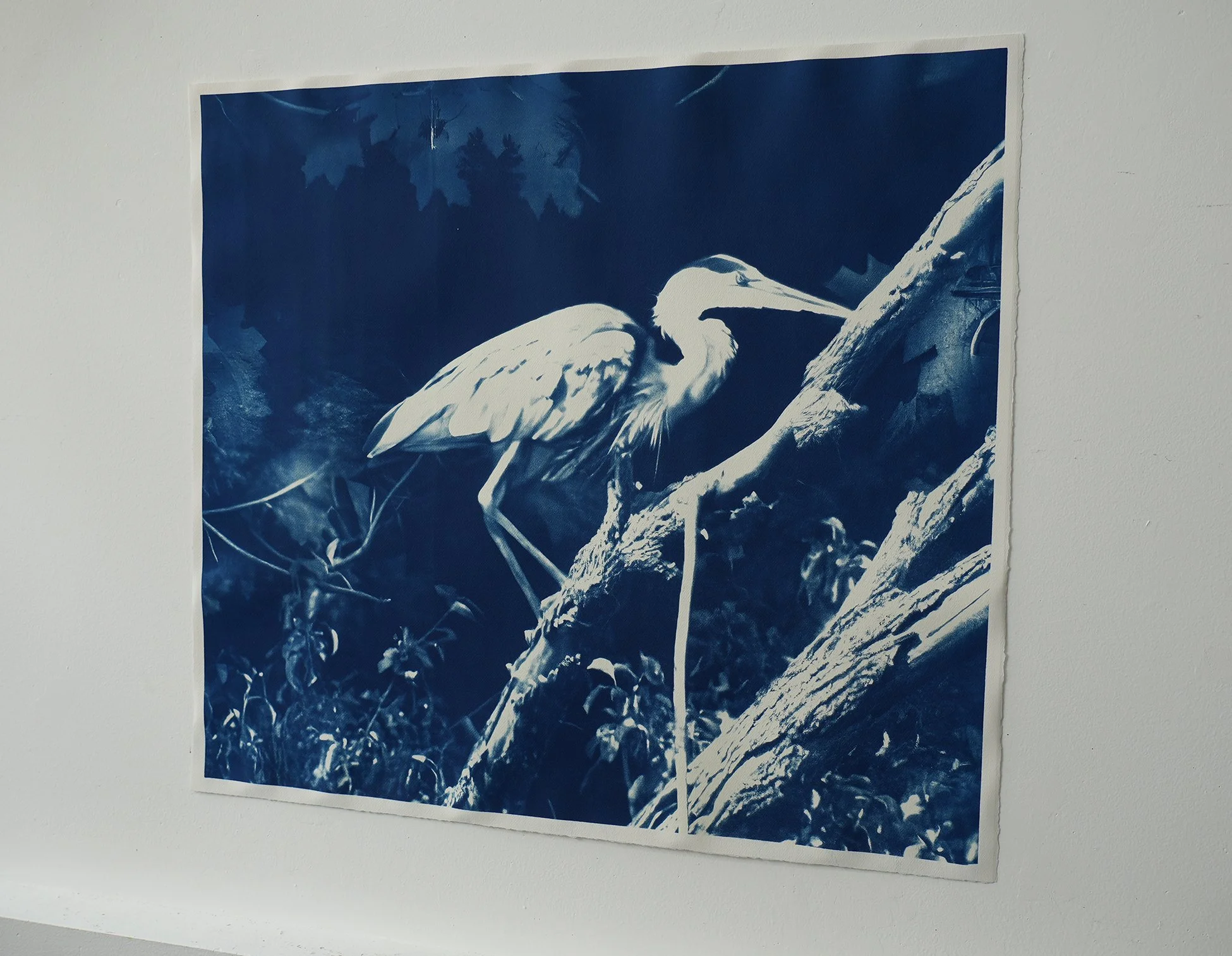 larger blue heron 06.jpg (Copy)