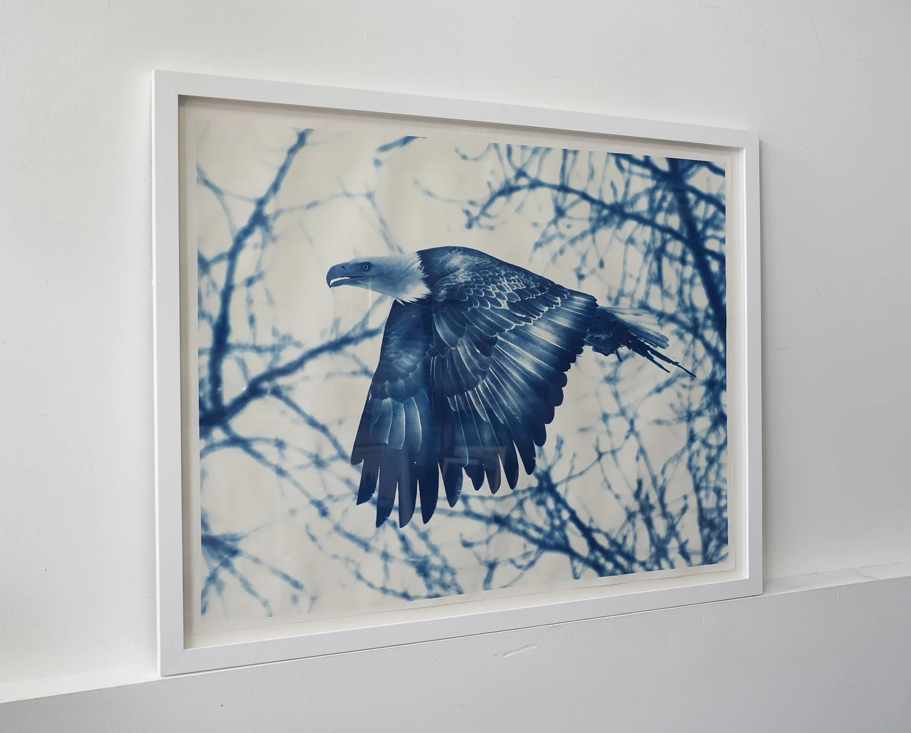 meghan eagle framed 01.jpg