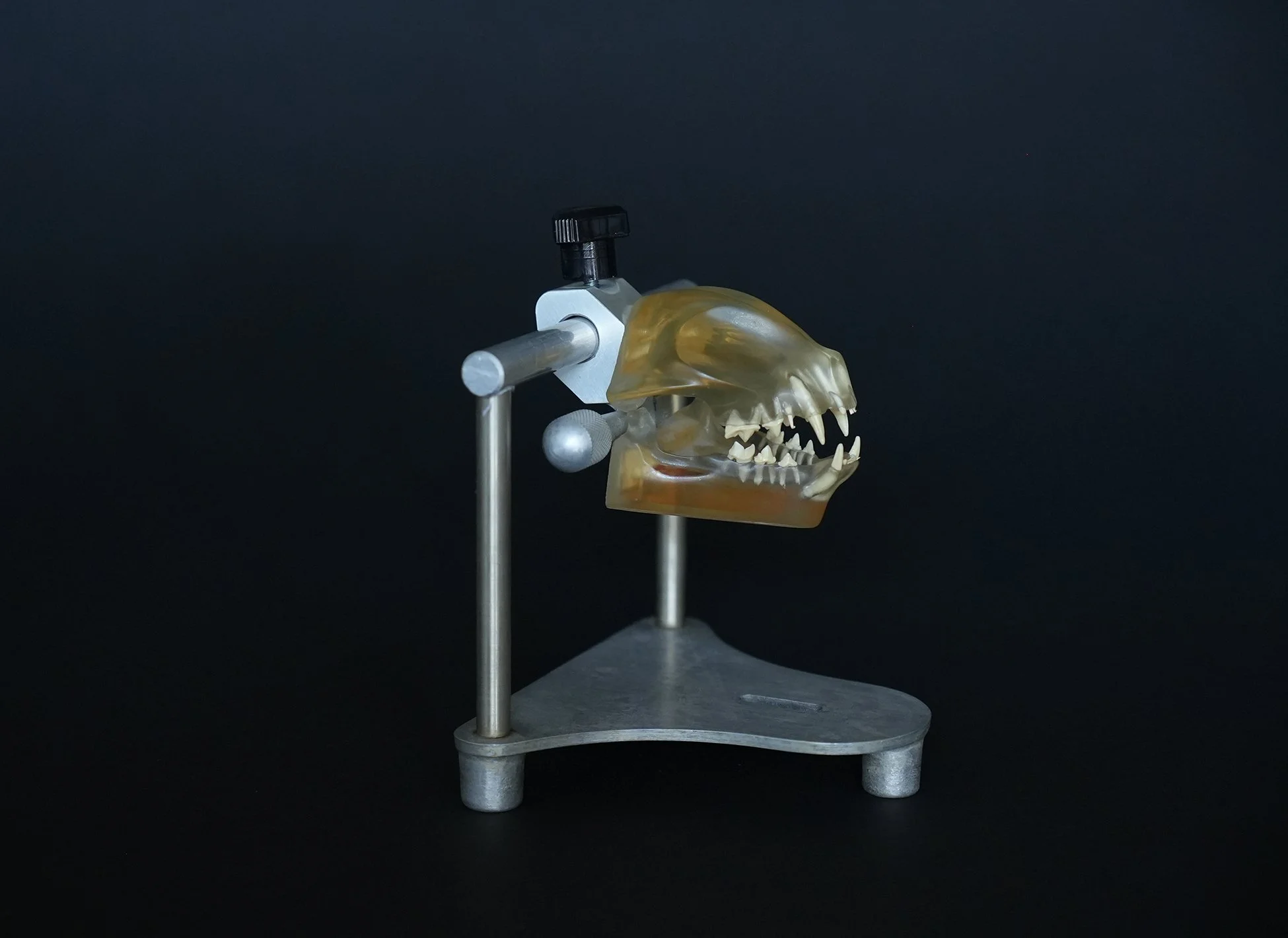 feline skull 08.jpg