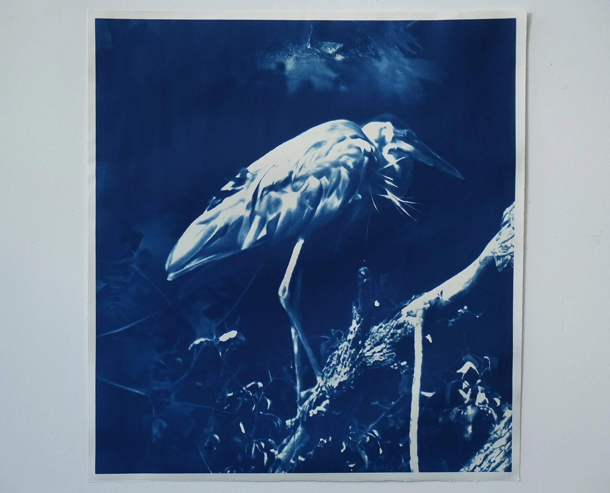 blue heron 06.jpg
