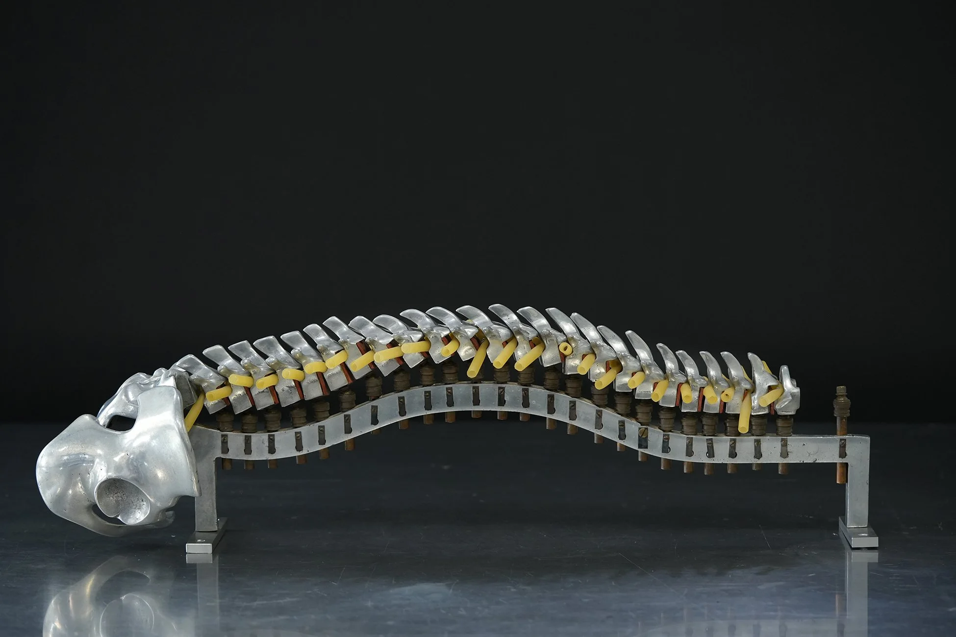 fleet spine 05.jpg