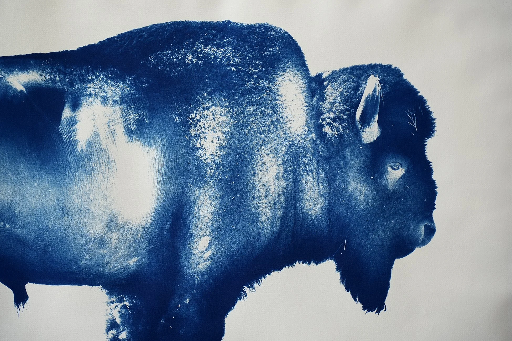 buffalow cyanotype 04.jpg