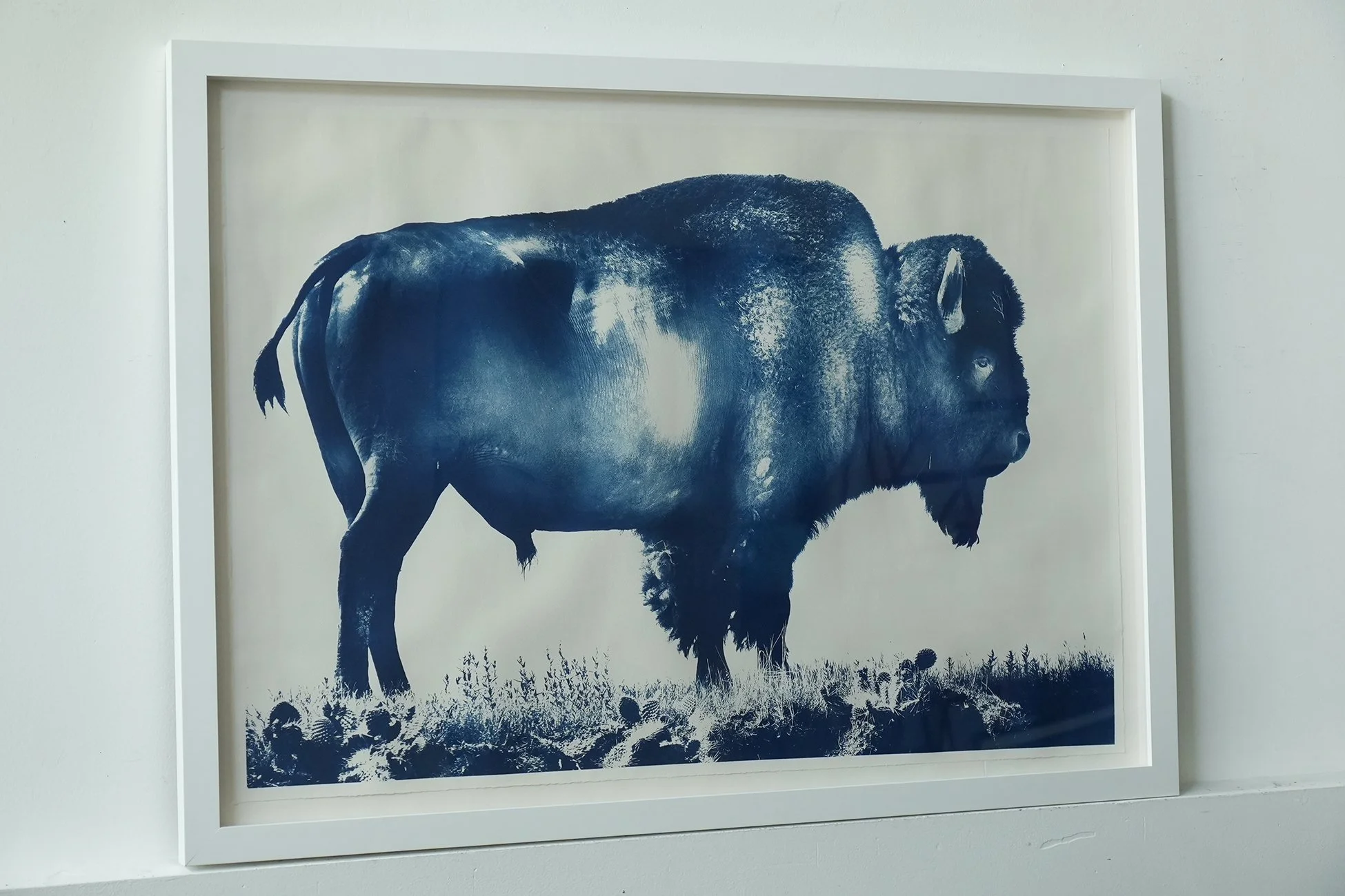 framed bison 03.jpg