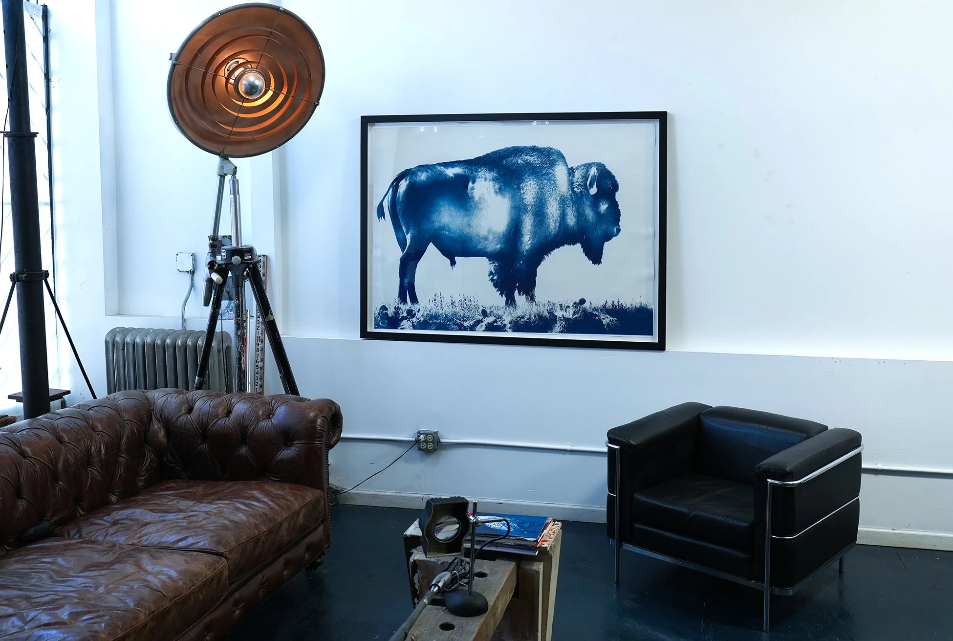 bison 03.jpg