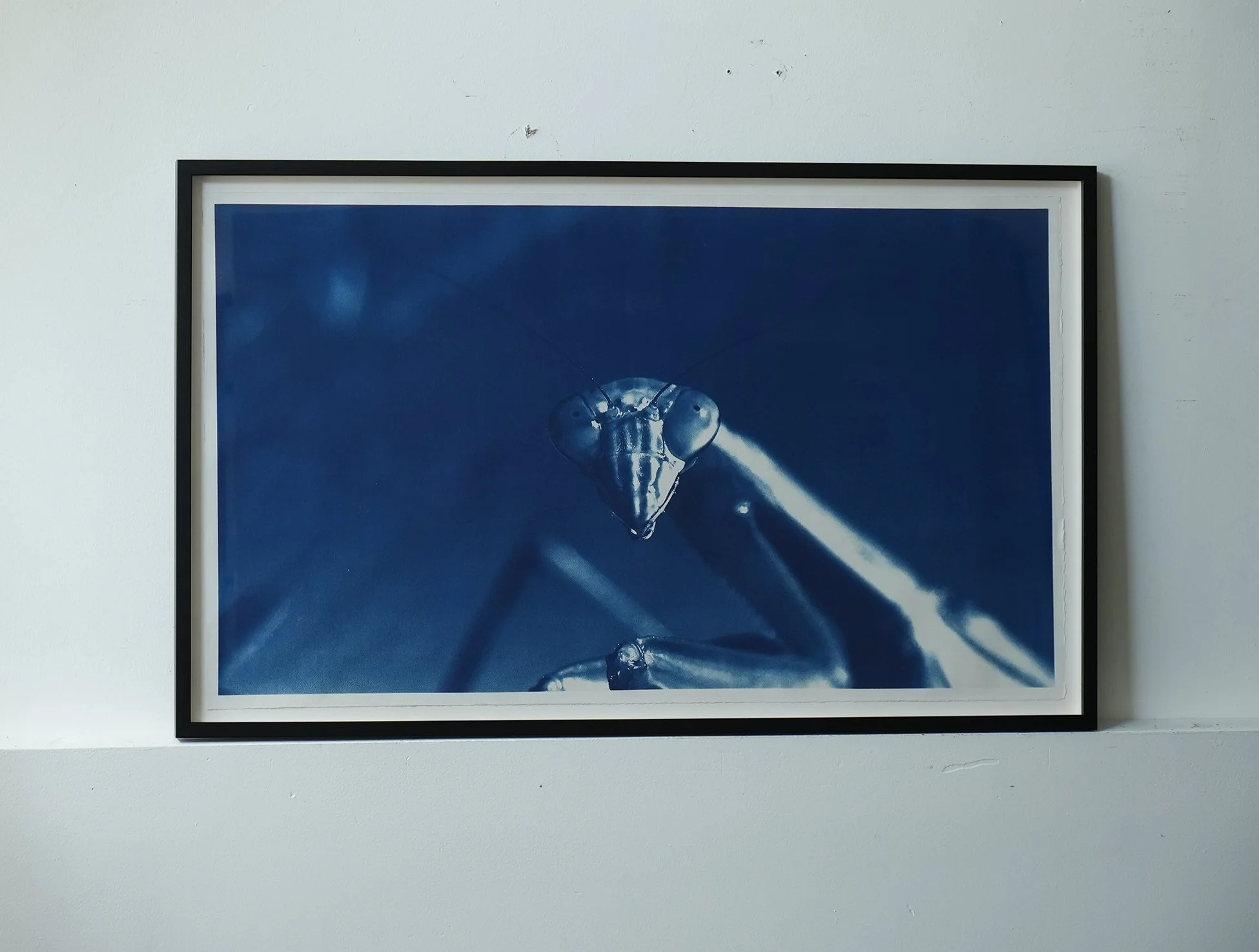 mantis.jpg