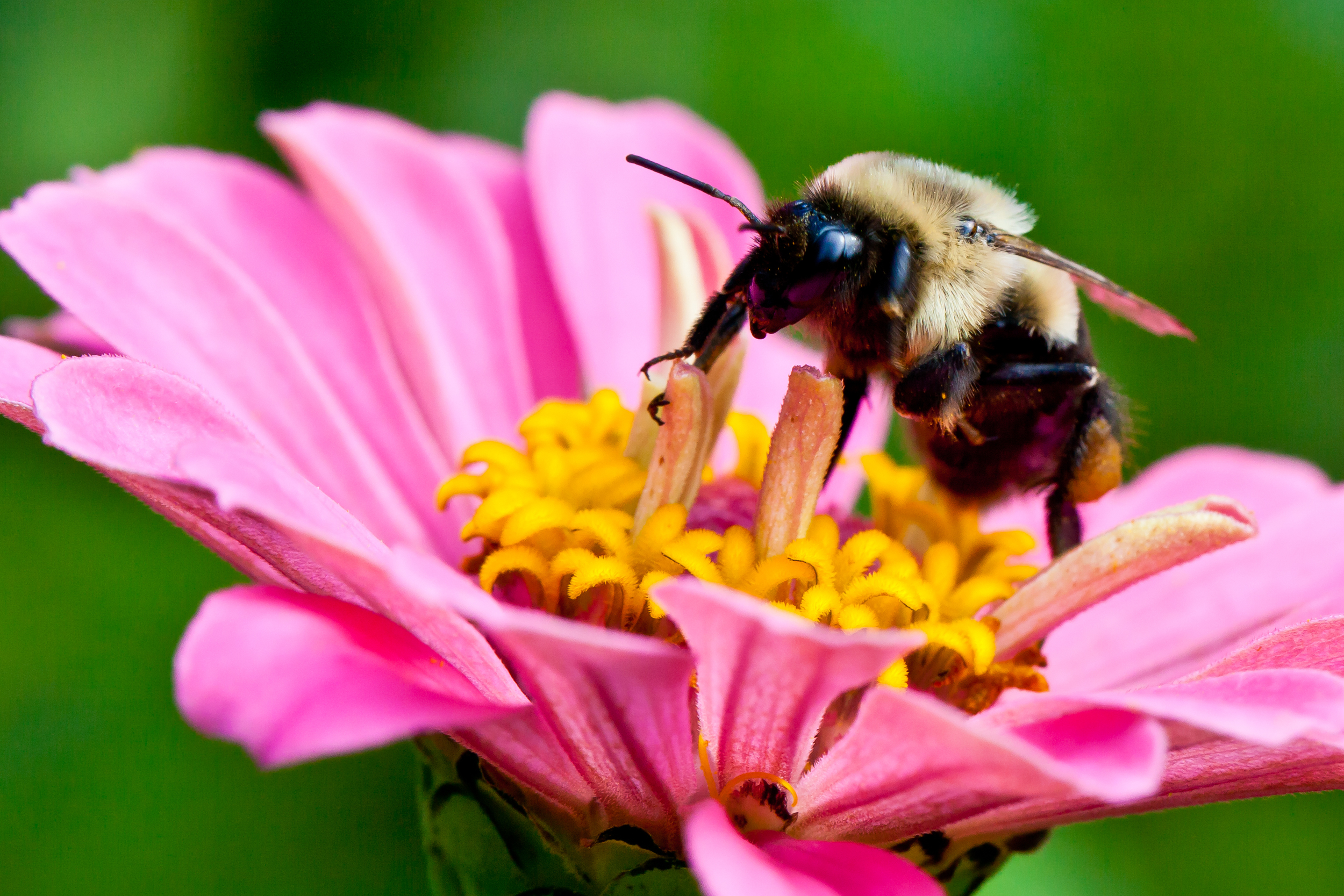 Honey Bee II, Martha's Vineyard, MA