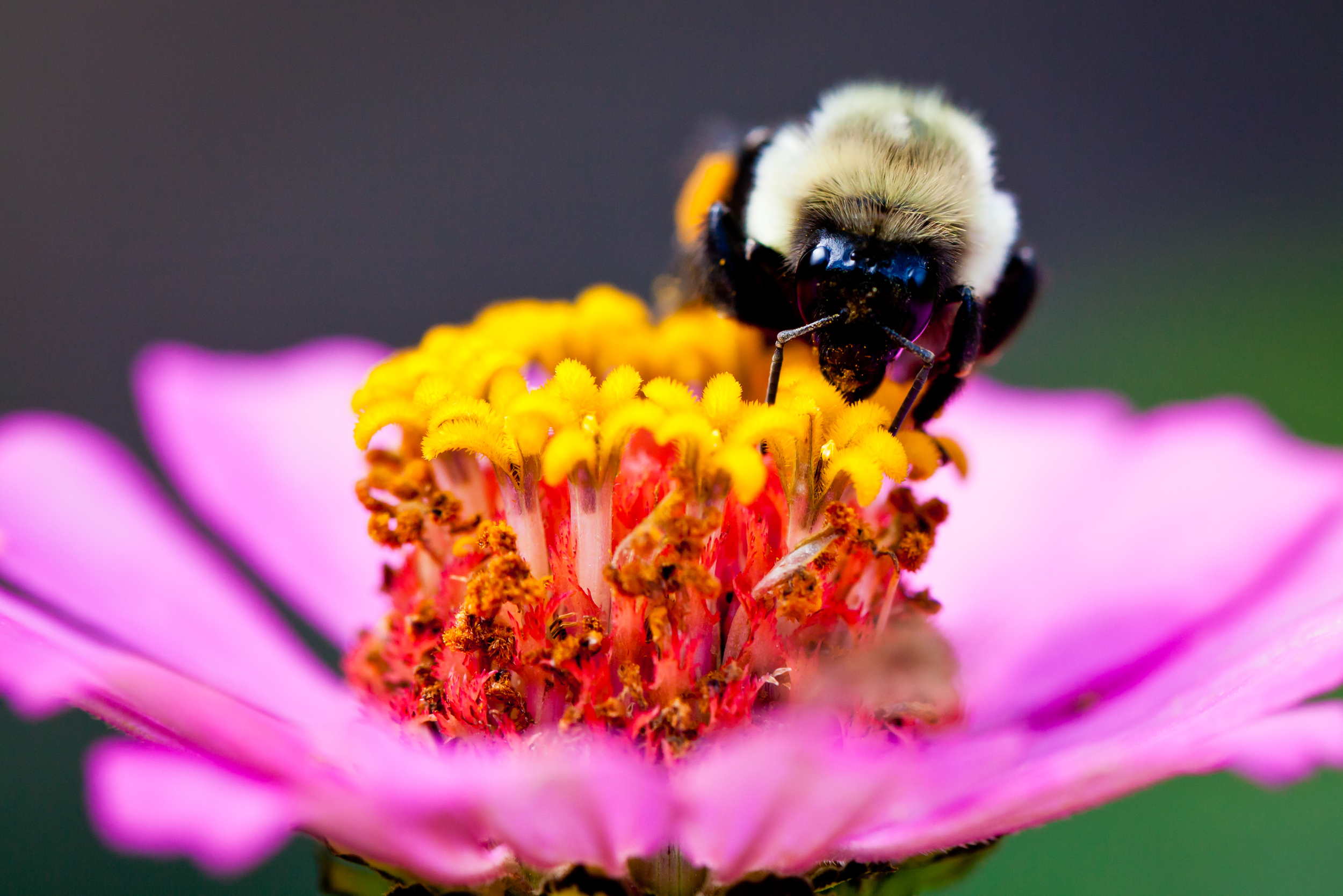 Honey Bee III, Martha's Vineyard, MA