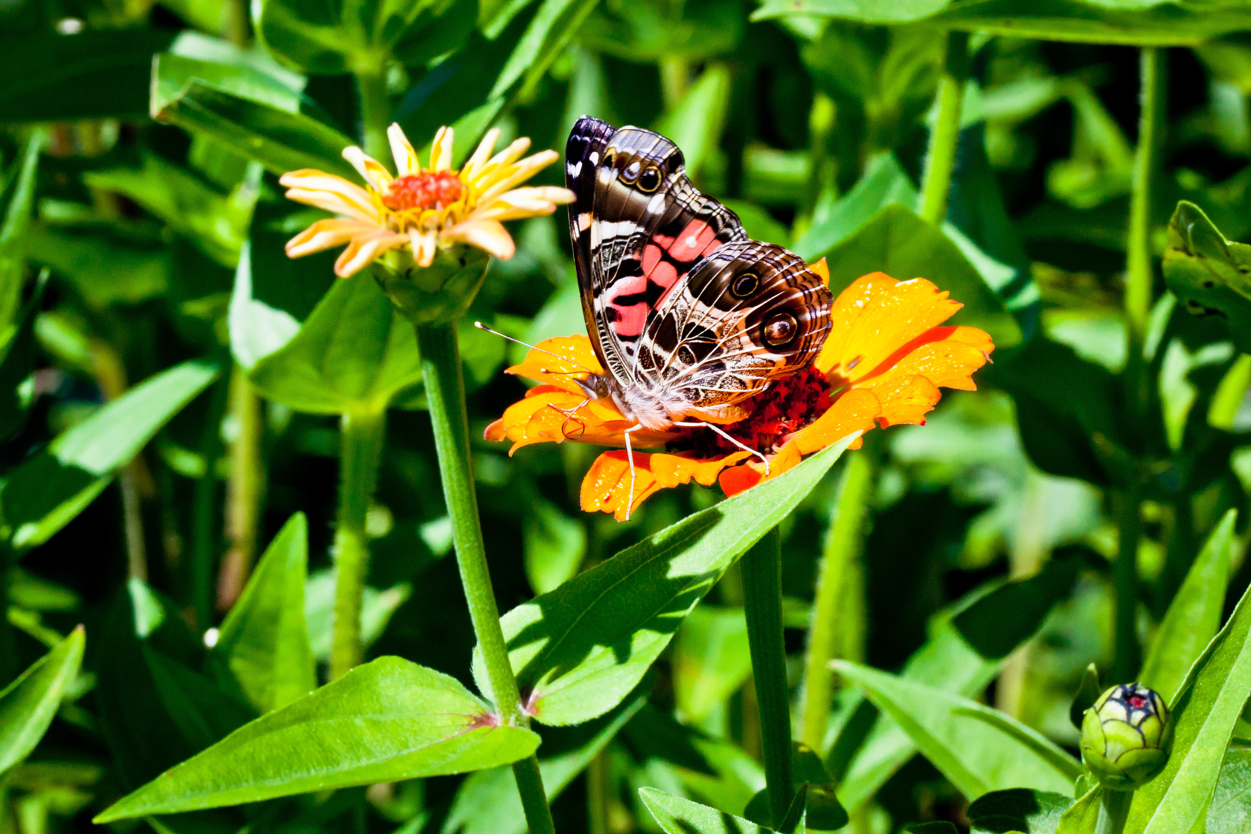 Butterfly II, Martha's Vineyard, MA