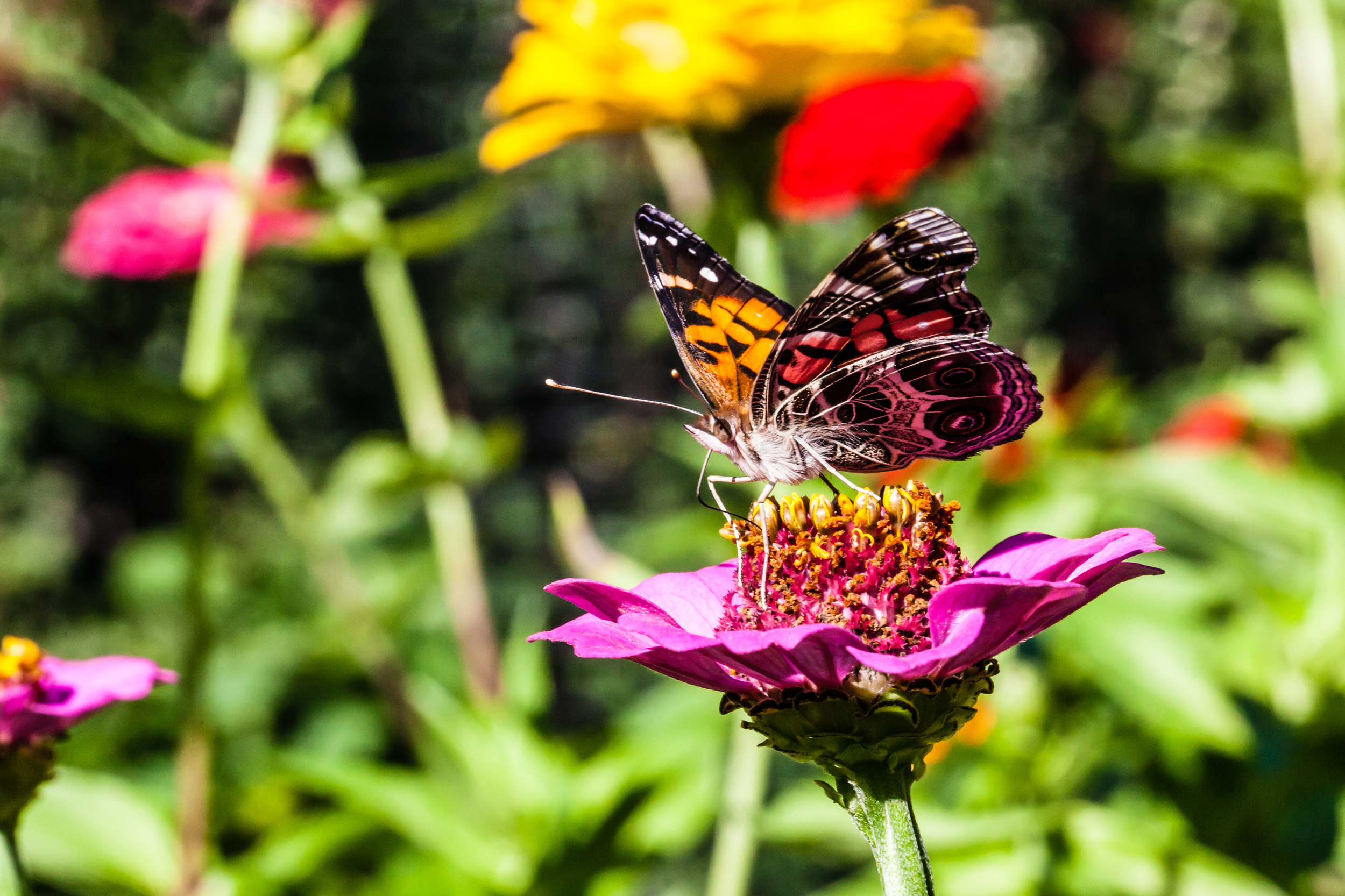 Butterfly III, Martha's Vineyard, MA