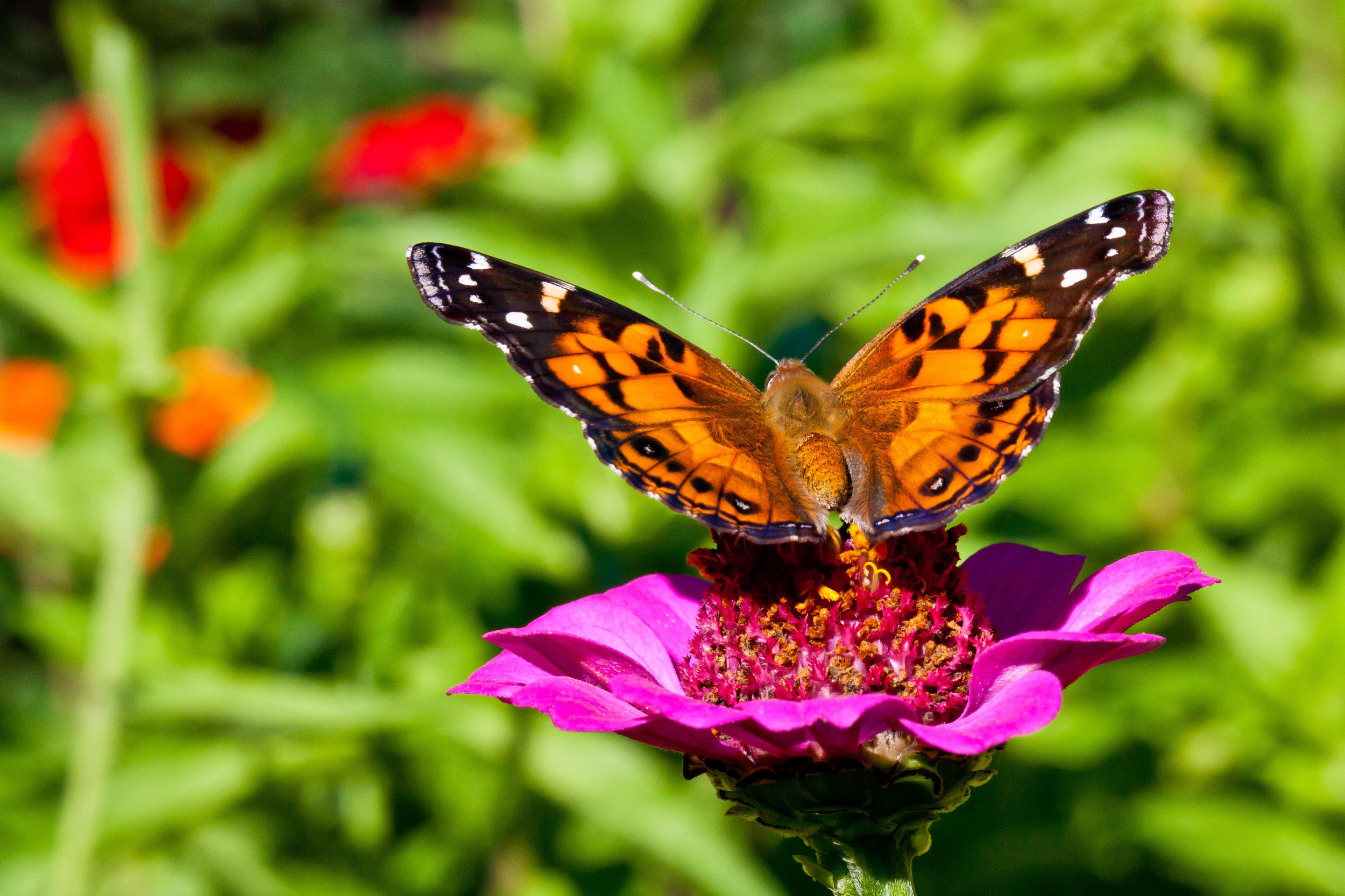 Butterfly I, Martha's Vineyard, MA