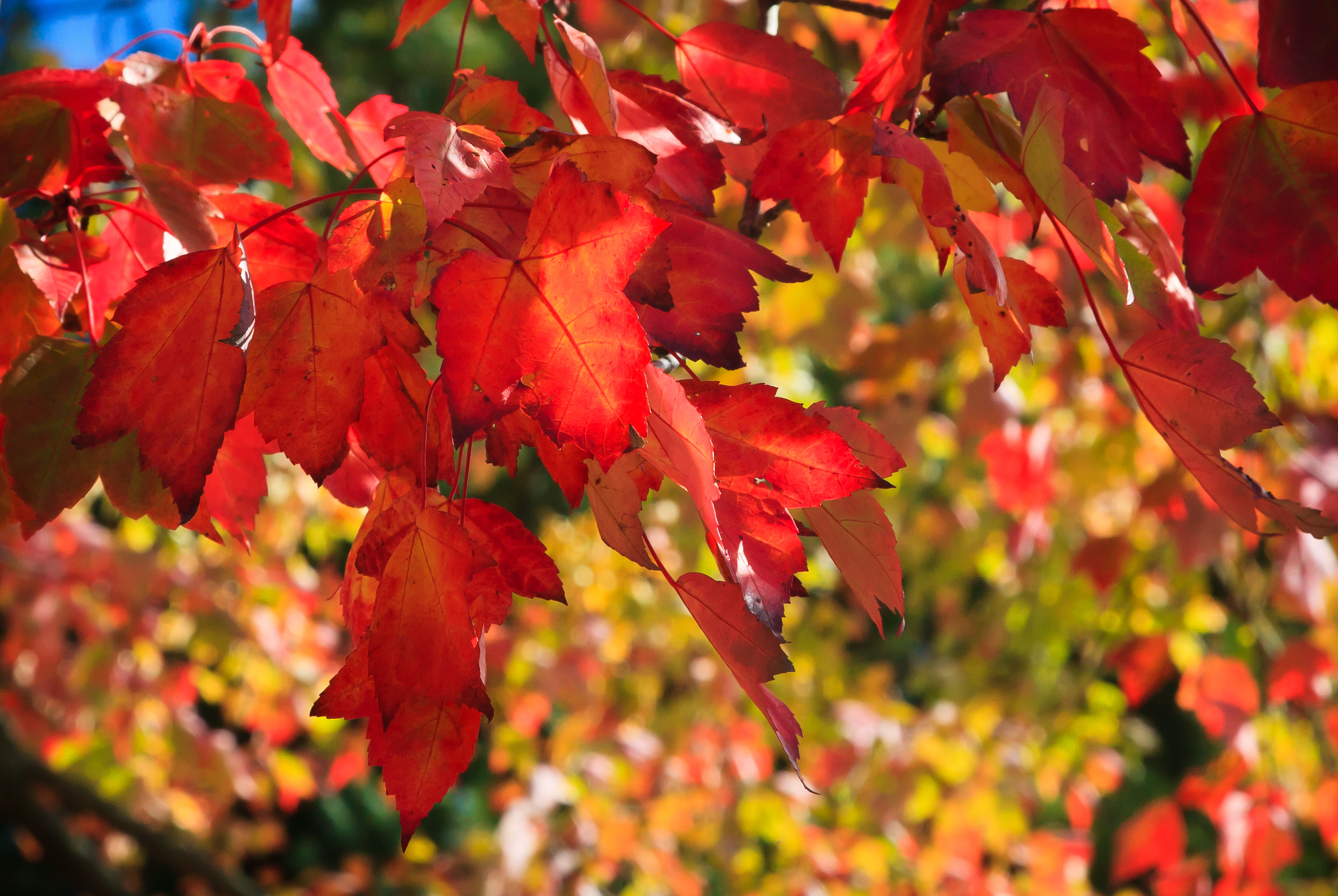 Crimson Leaves, Amherst, MA