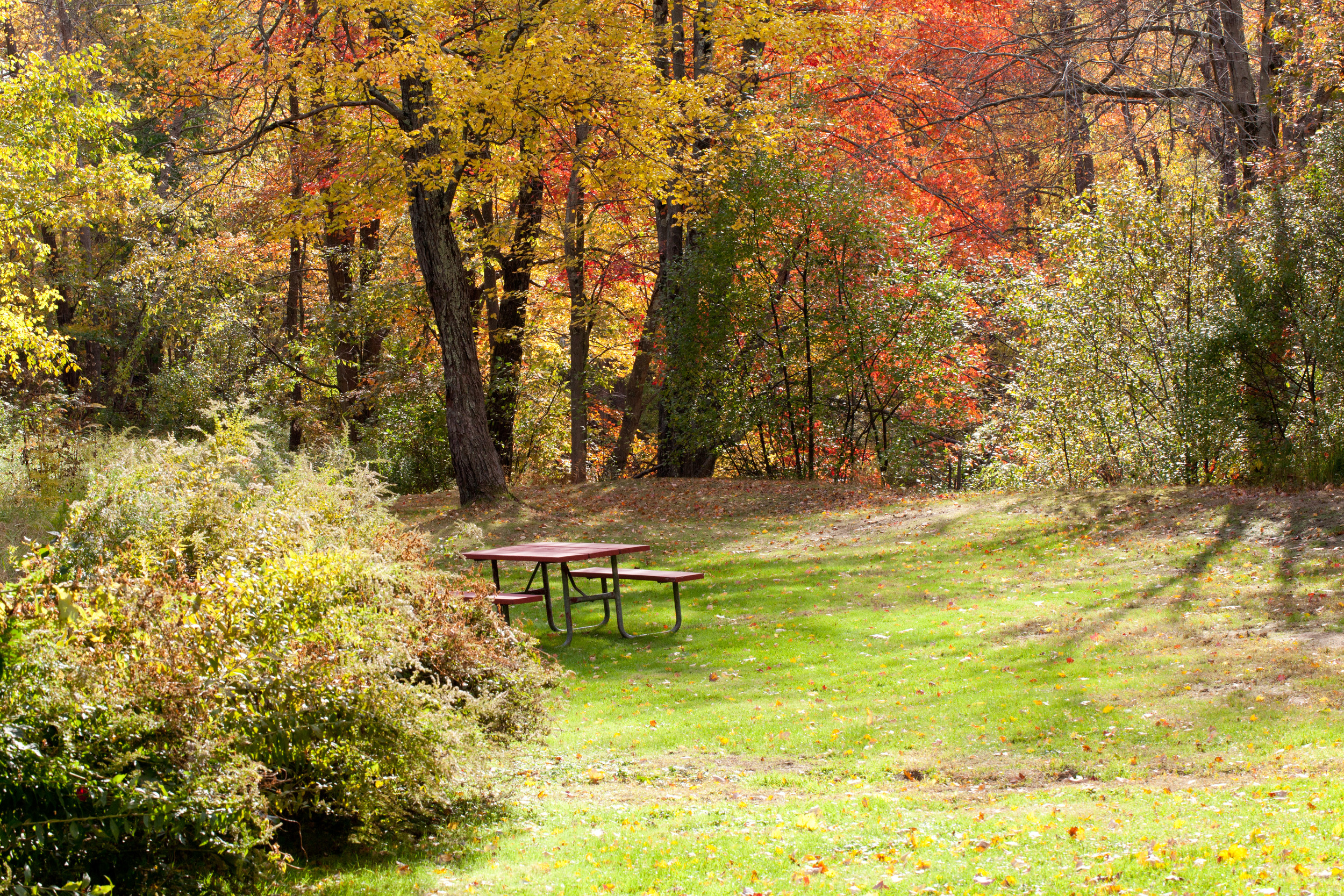 Fall Scene, Amherst, MA