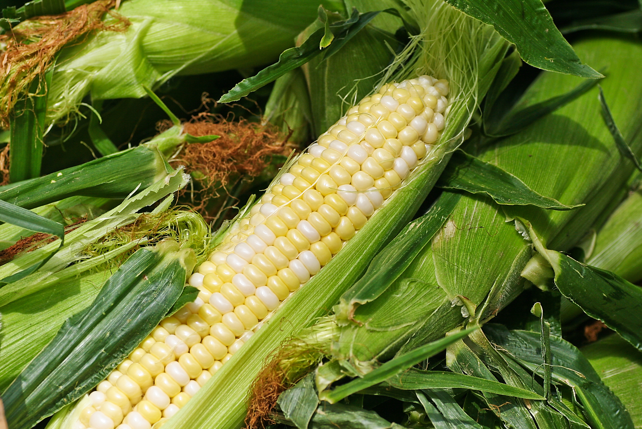 Fresh Corn, Boston Vegetable Stand