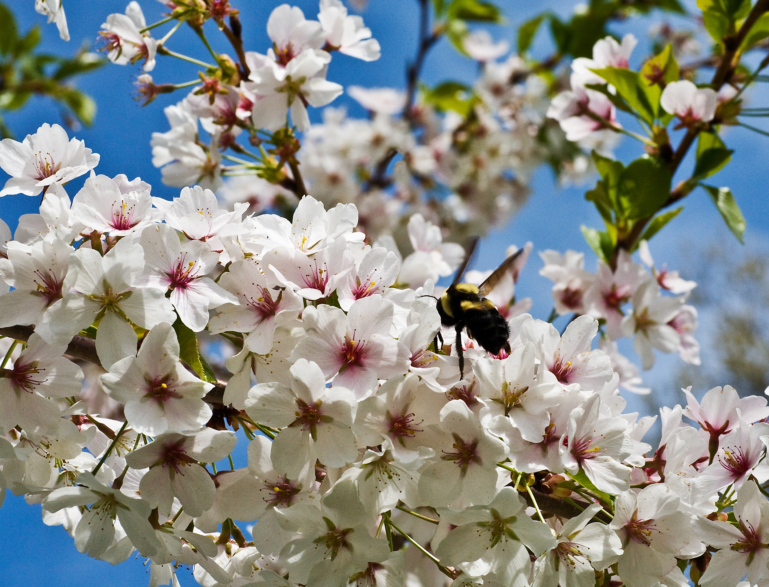 Bee in Cherry Tree, Amherst College, MA