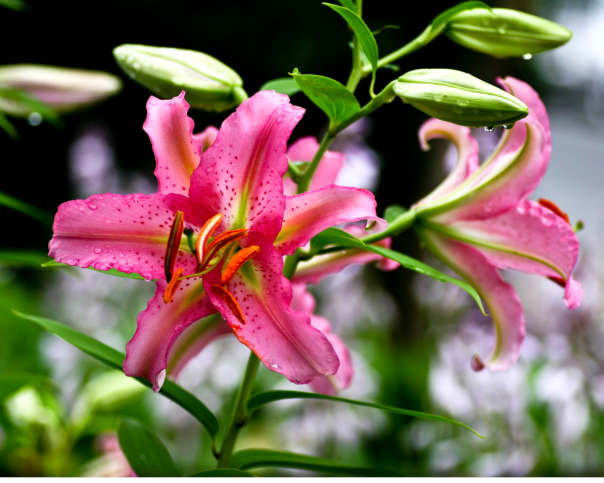 Lily with Morning Dew, Edgartown, MA