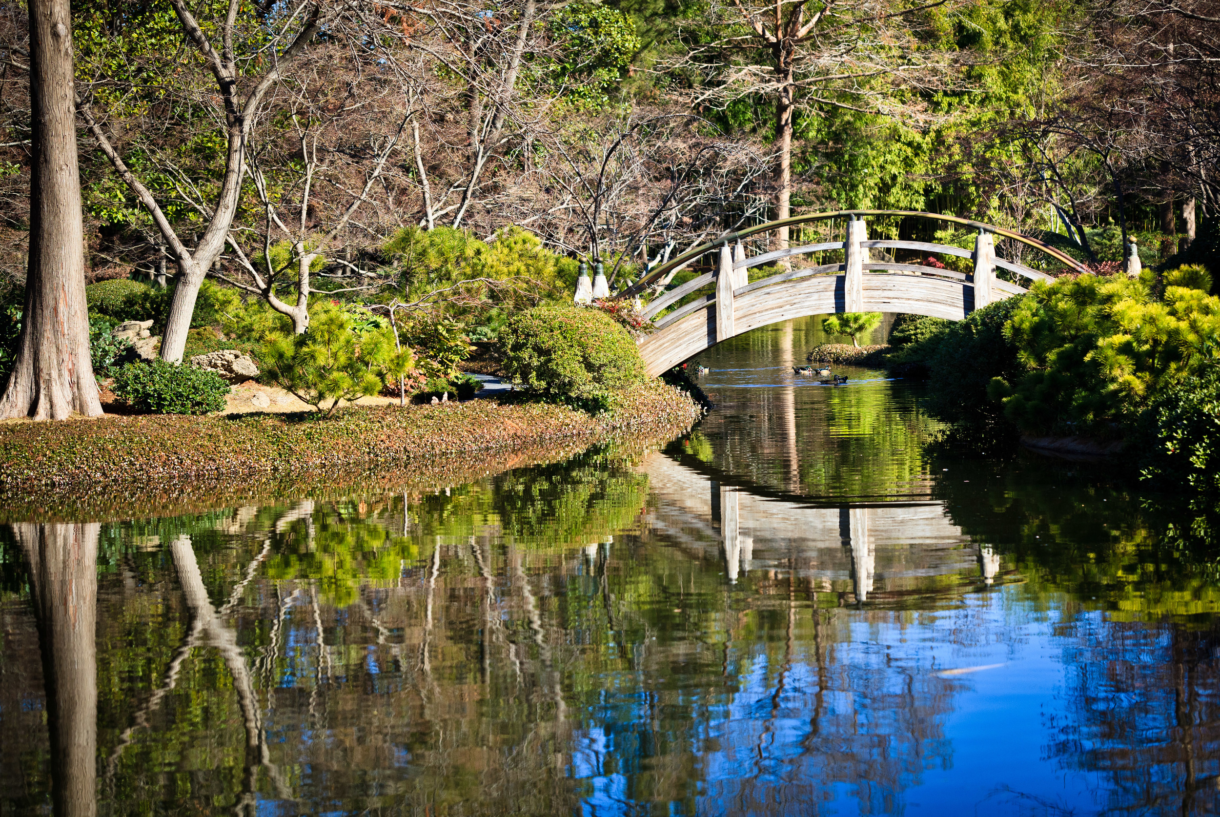 Japanese Garden in Winter, Ft. Worth, TX