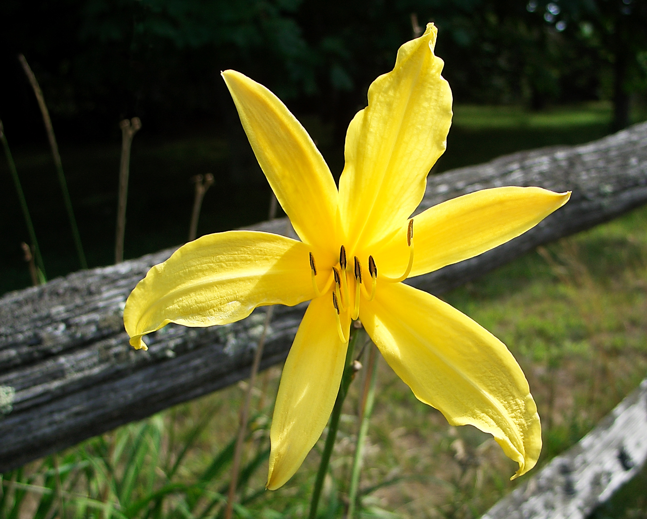 Yellow Flower, Chilmark, Martha's Vineyard, MA