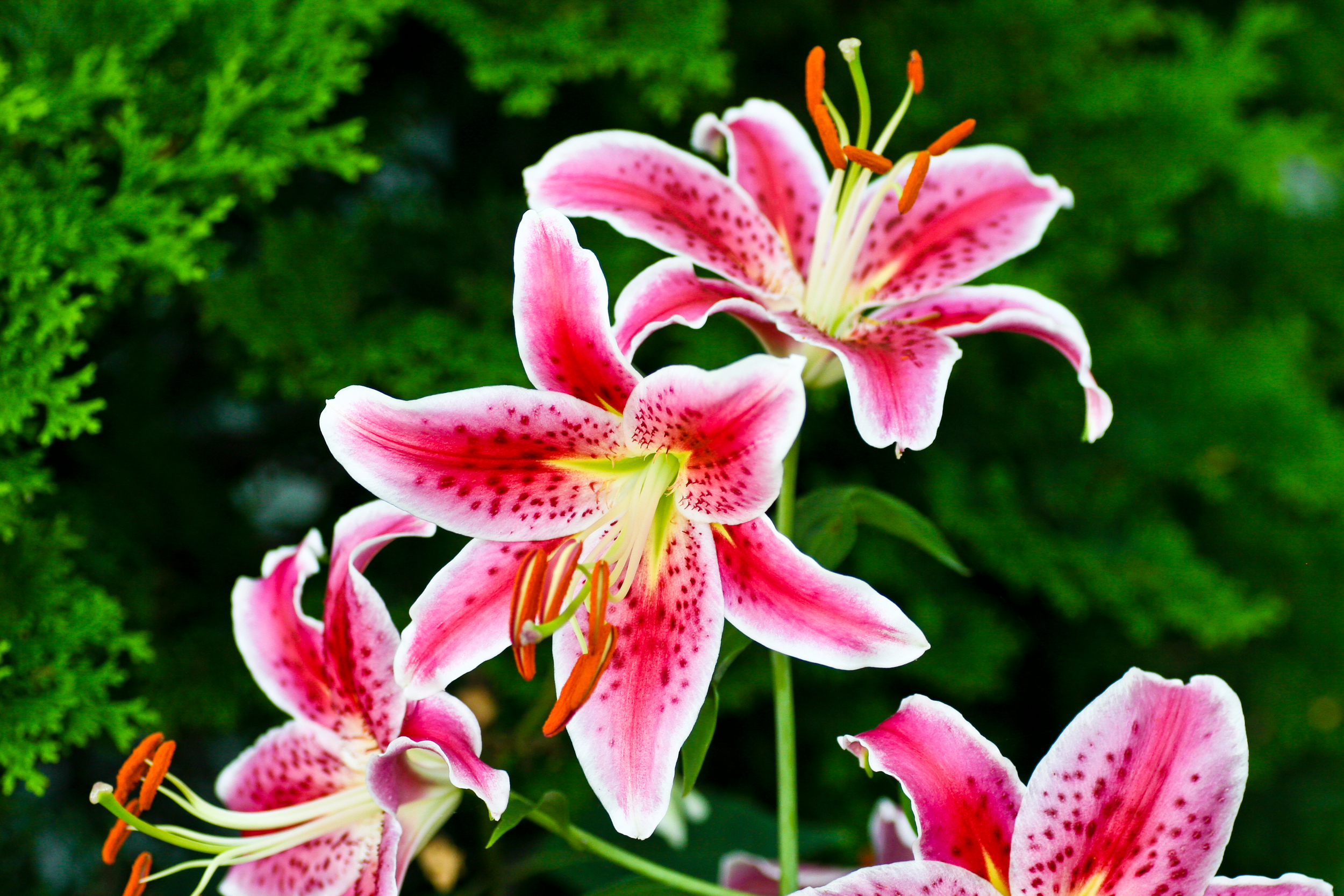 Field Lily,               Edgartown, MA