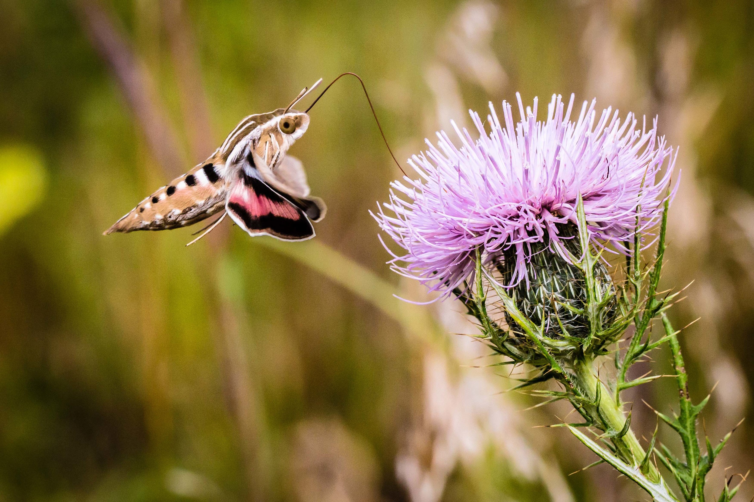 Hummingbird Moth 3, Ames, Iowa