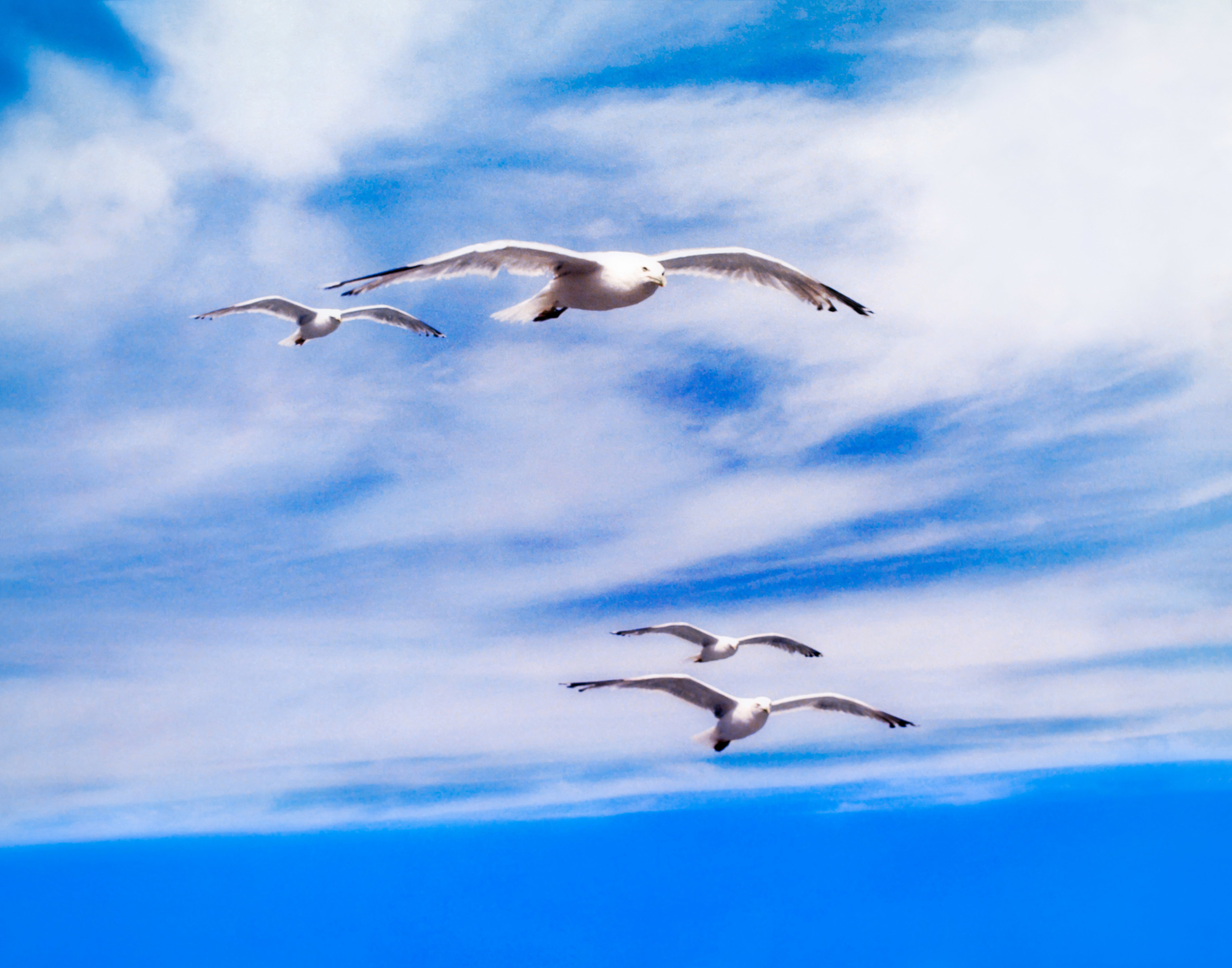 Four Seagulls, Following Ferry to Martha's Vineyard, MA