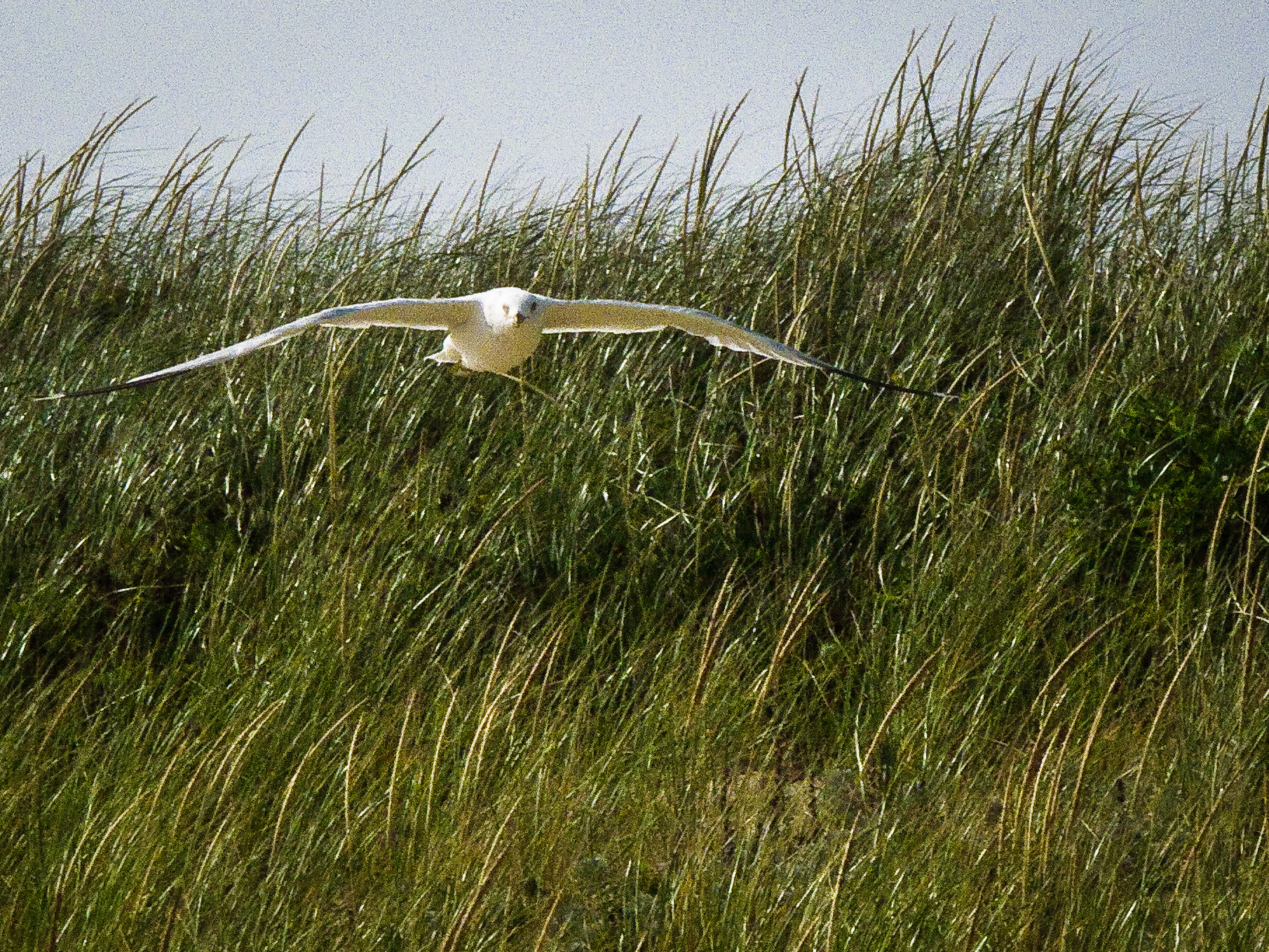 Swooping Gull, Katama Beach, Edgartown, MA