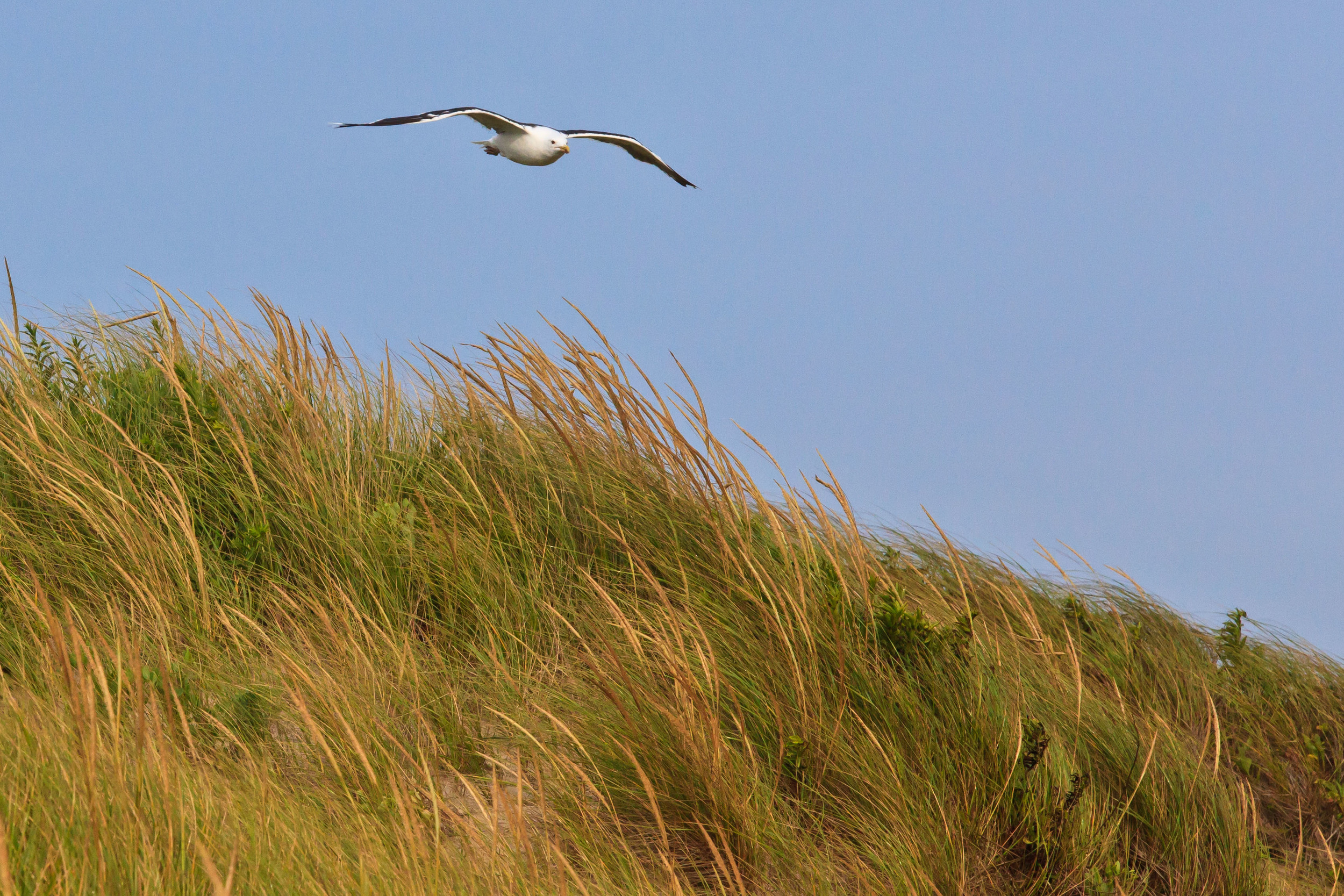 Soaring Gull, Katama Beach, Edgartown, MA