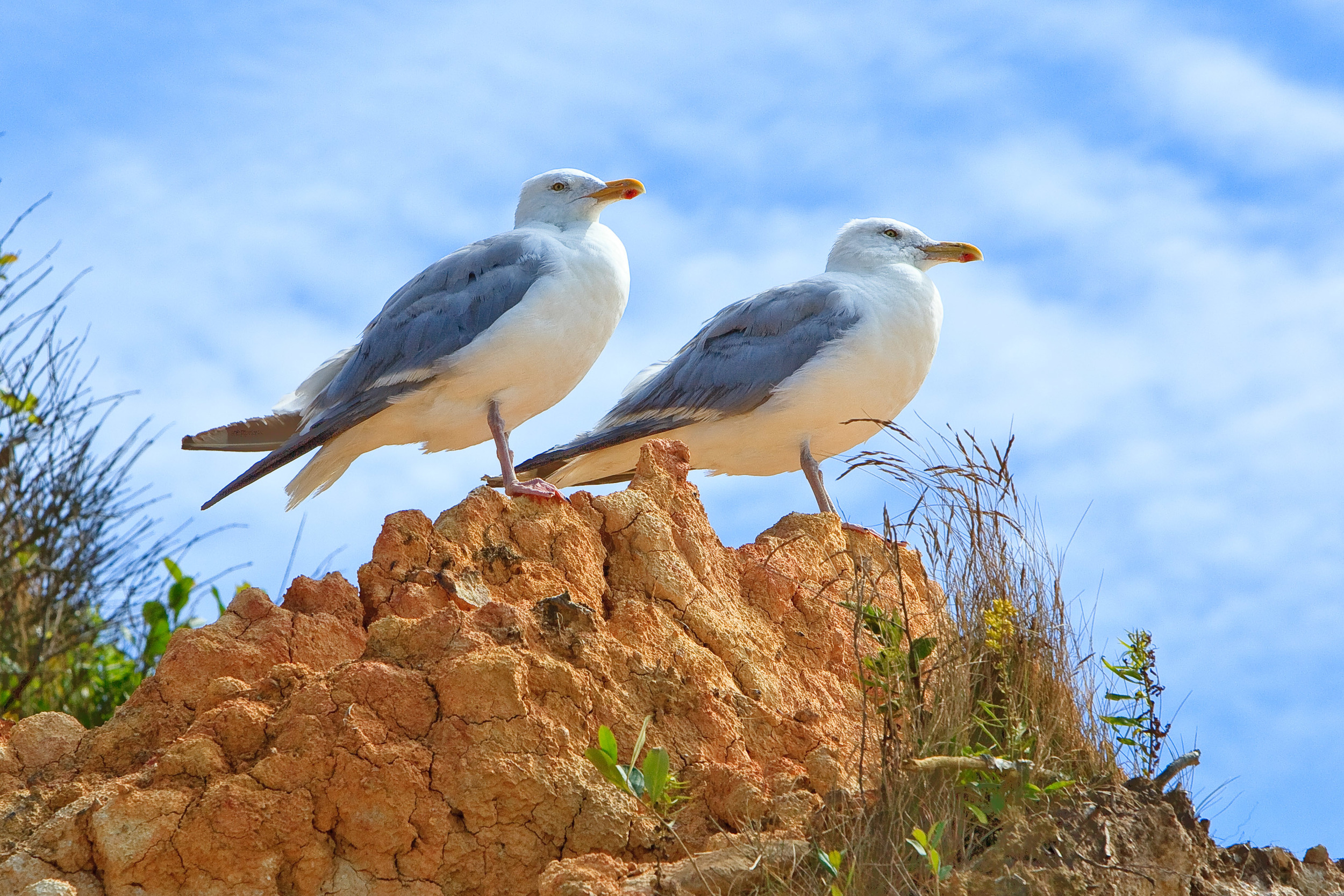 Pair of Gulls on Clay Cliffs, Aquinnah, MA