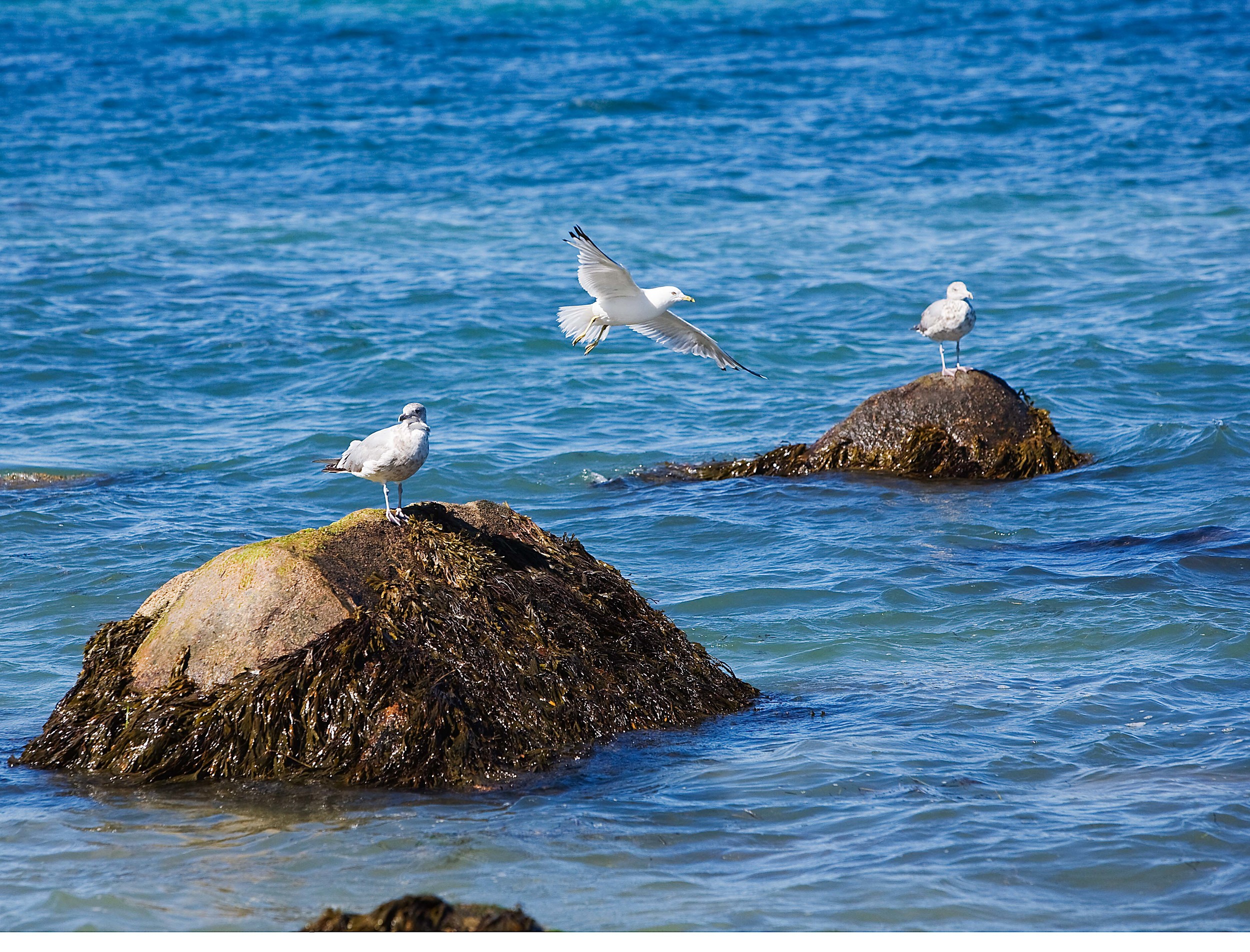Three Gulls, Aquinna Beach, Martha's Vineyard, MA