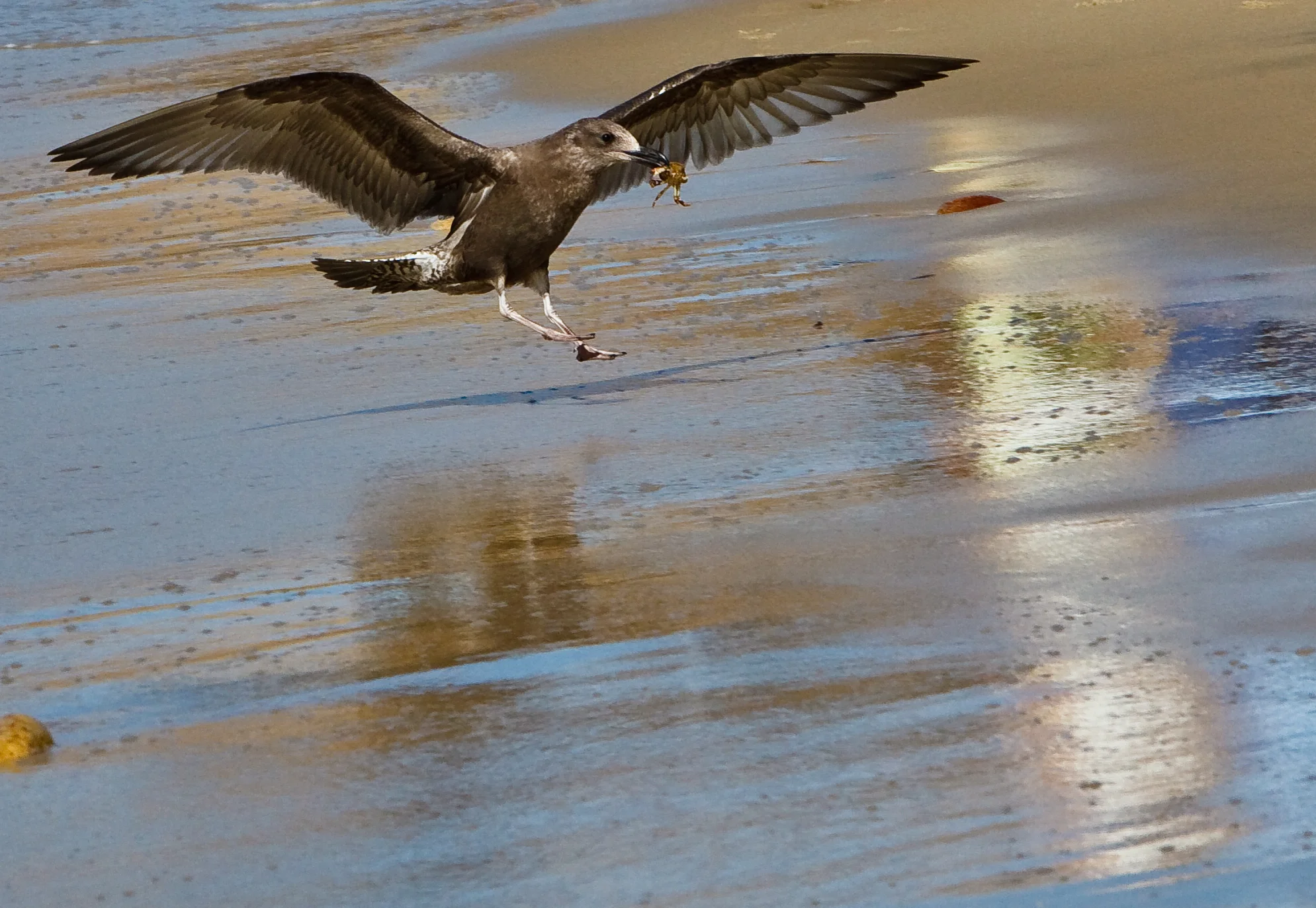 Gull Landing With Prey, Katama Beach, Edgartown, MA