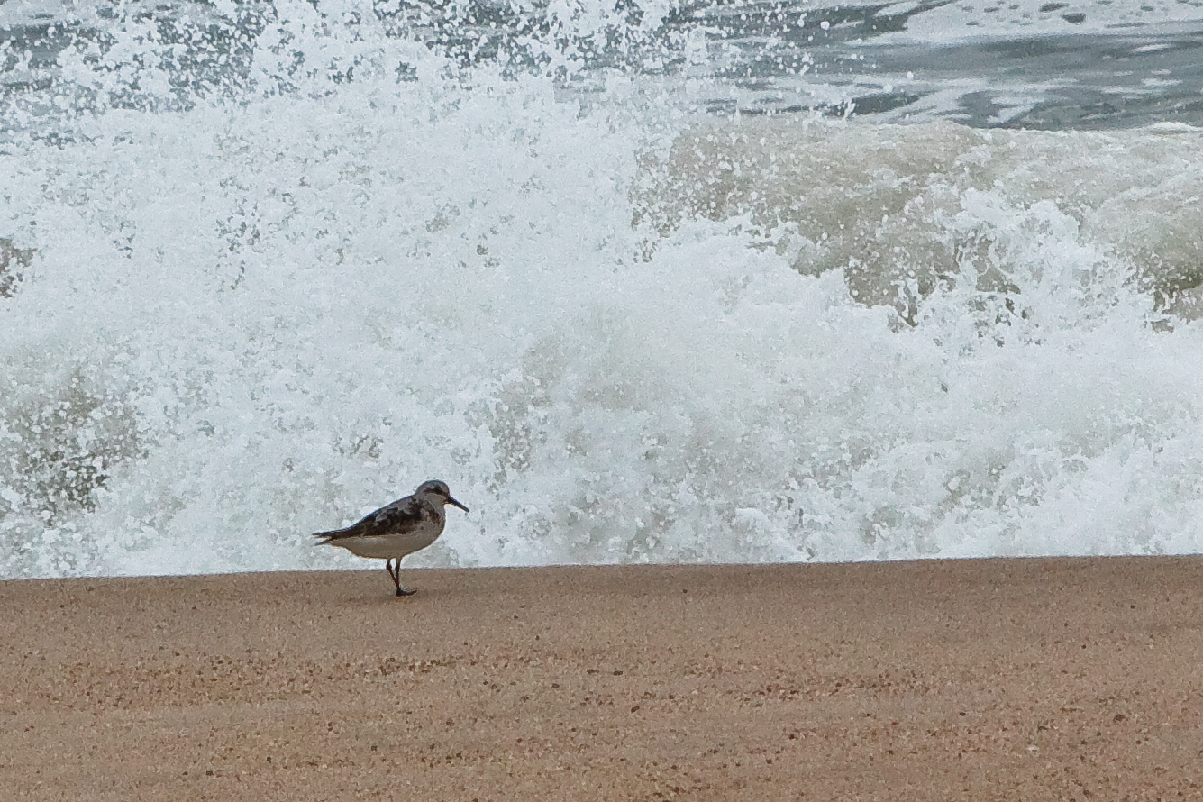 Sandpiper, Katama Beach, Edgartown, MA