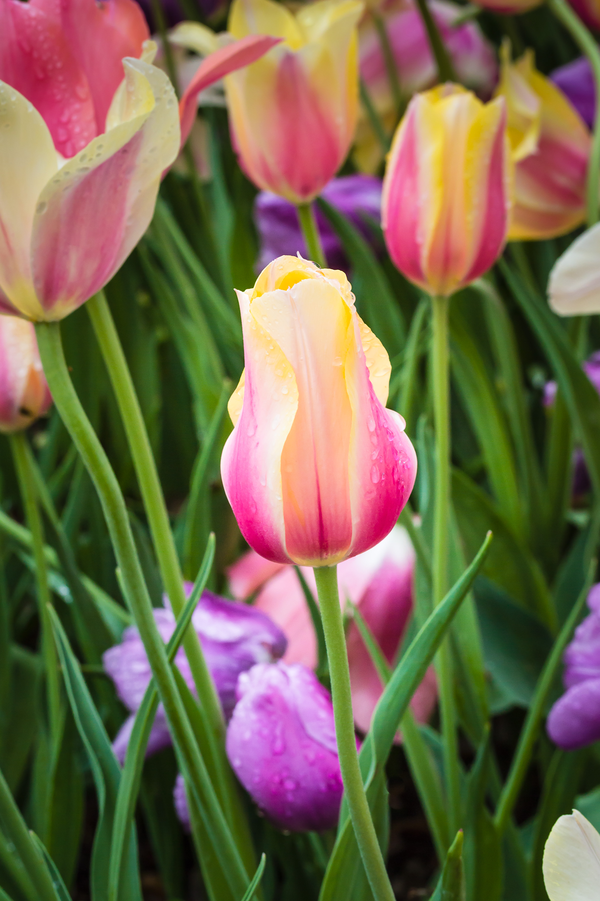 Colors of Grace, Dallas Arboretum, Dallas, Texas