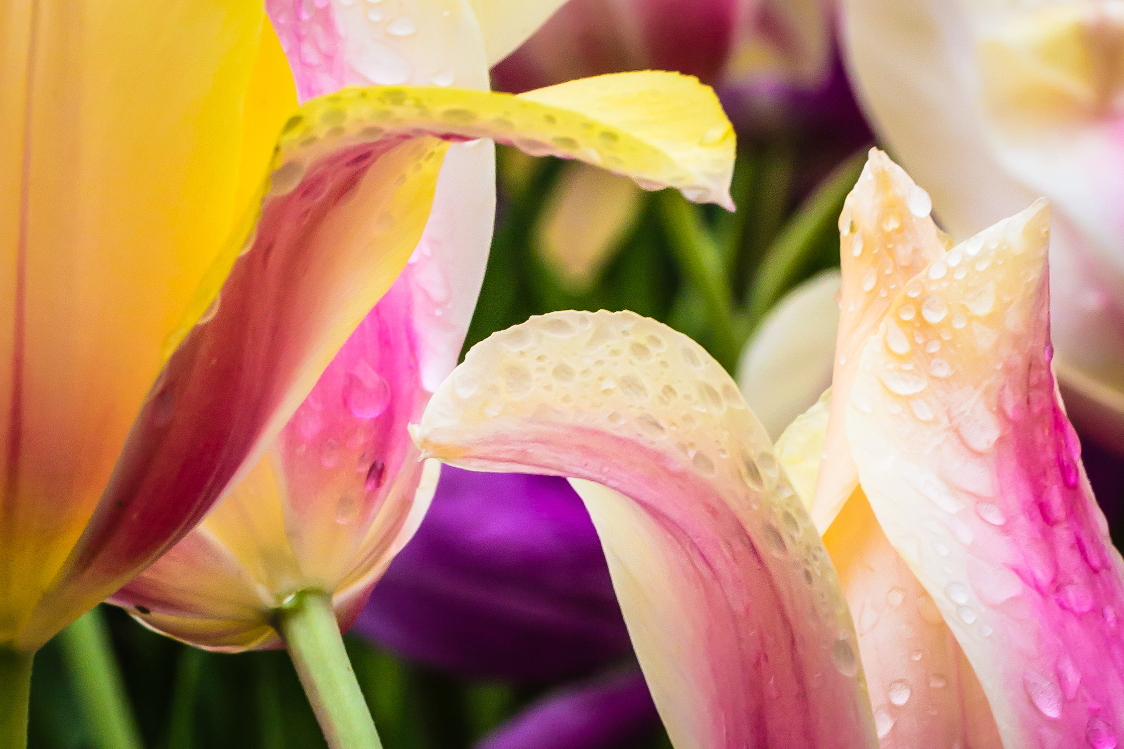 Colors of Grace III, Dallas Arboretum, Dallas, Texas