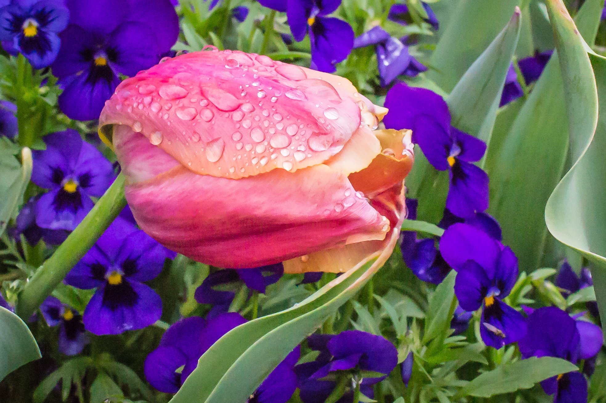 Colors of Grace IV, Dallas Arboretum, Dallas, Texas