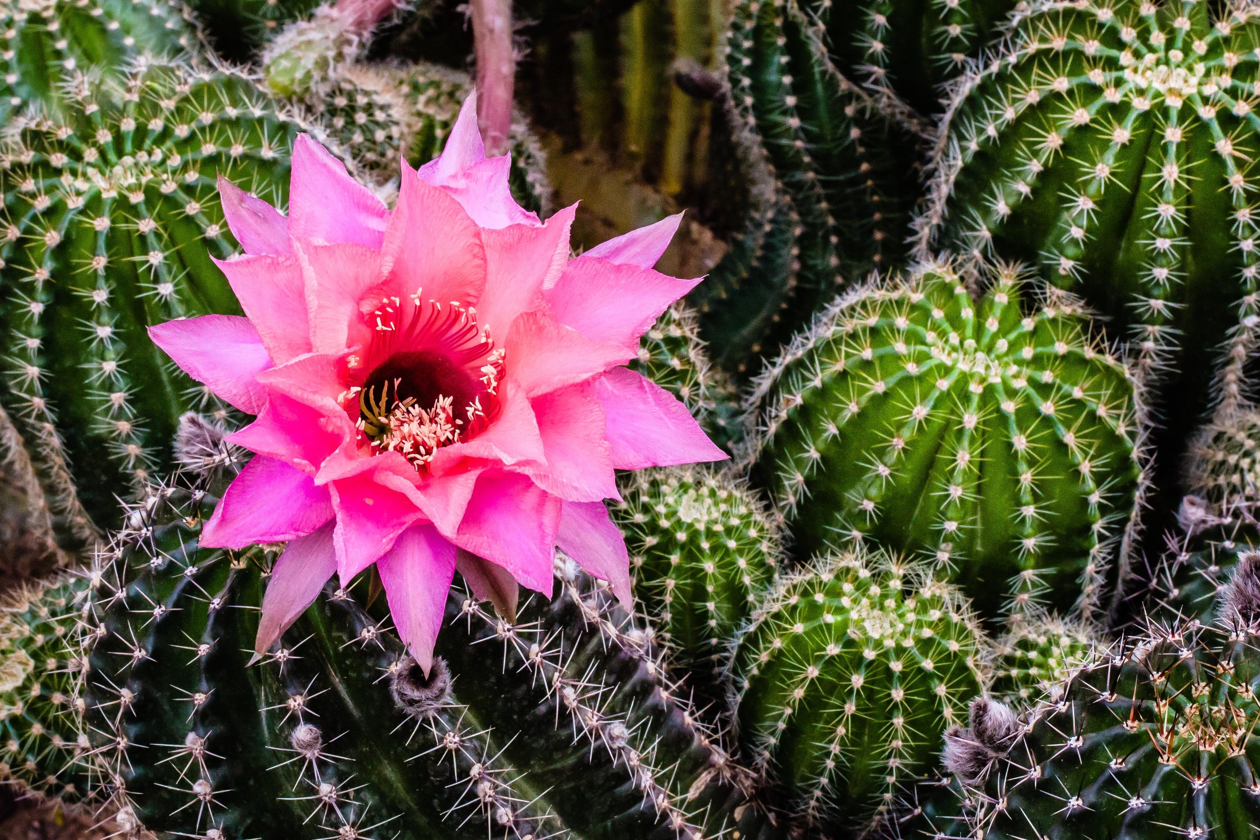 Cactus Bloom, Arizona Desert, Phoenix Arizona