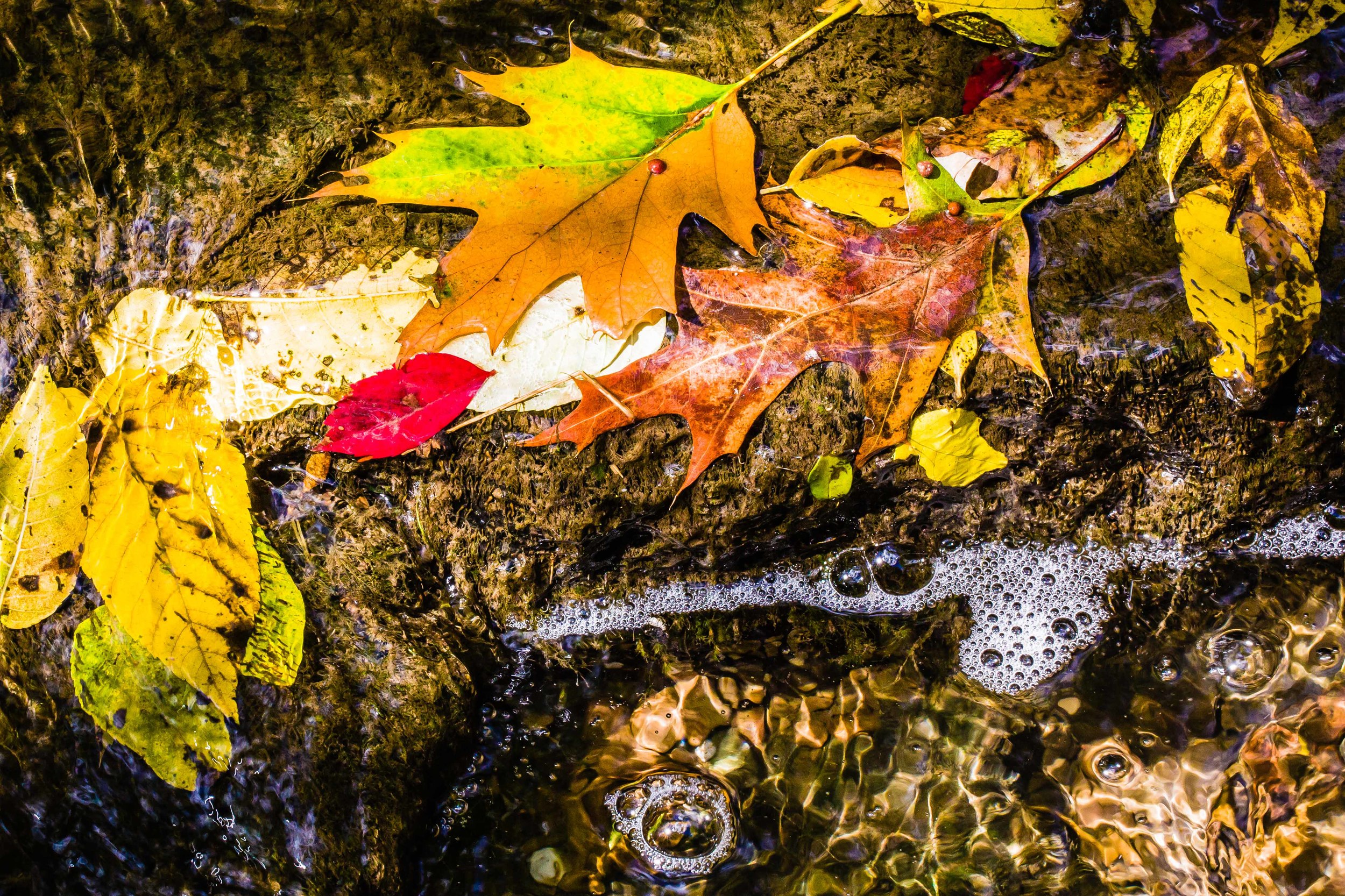 Allens Creek, Corbett's Glen, Rochester, NY