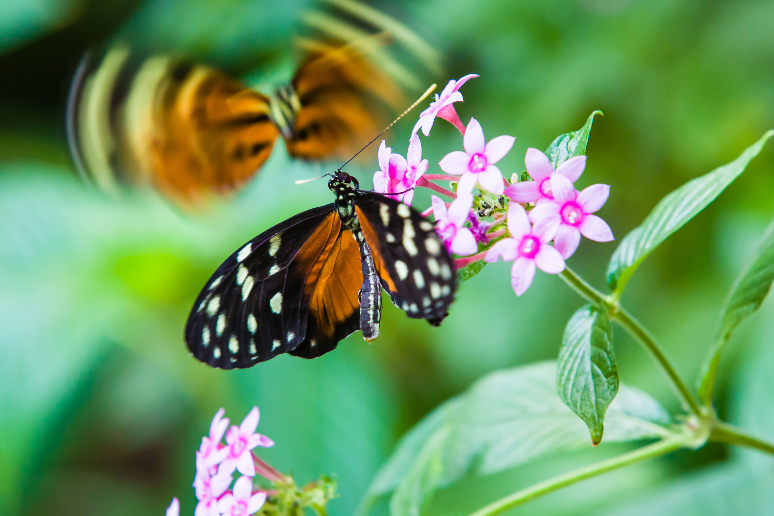 Two Butterflies, Discovery Gardens at Fair Park, Dallas, Texas