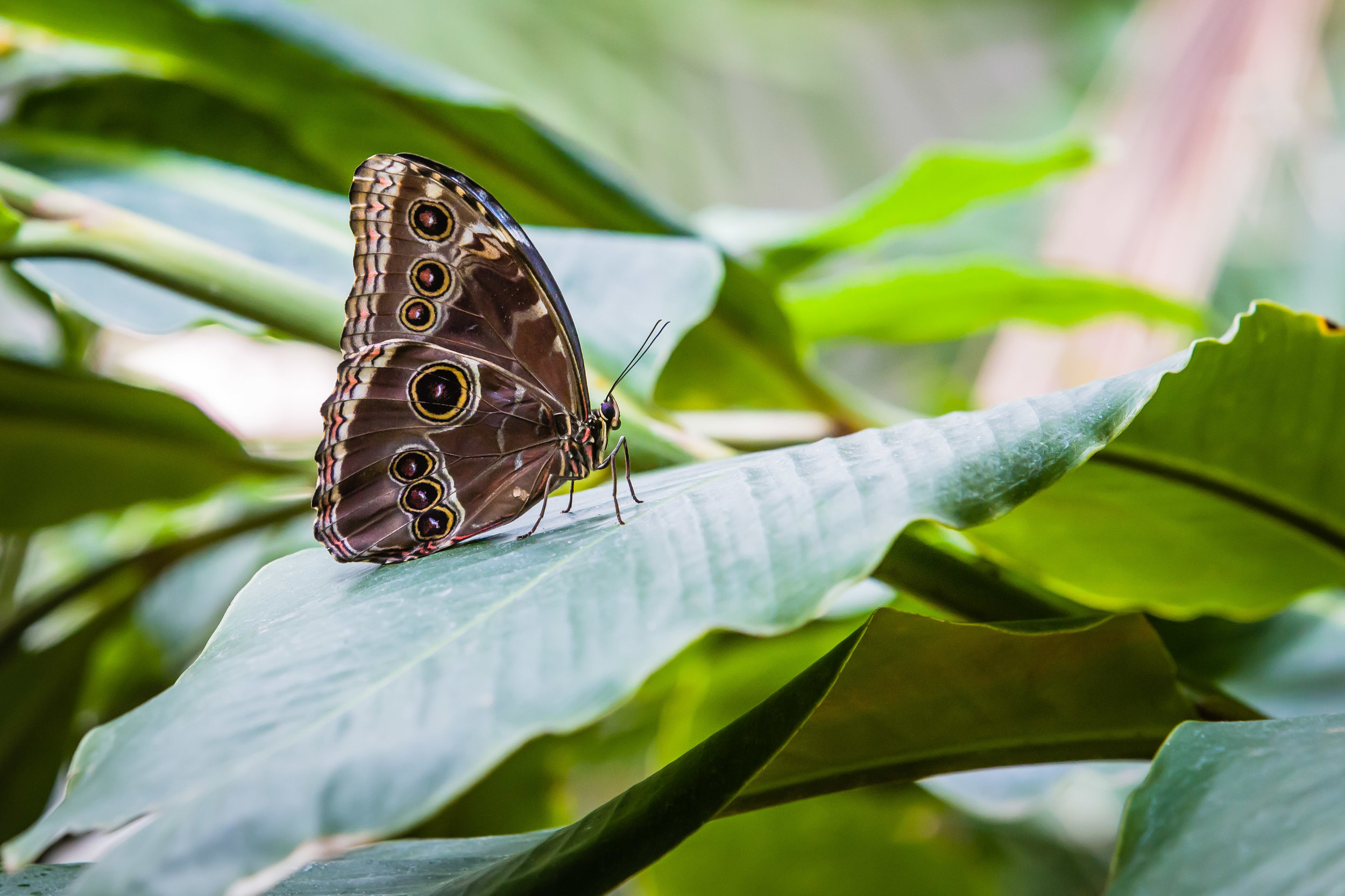 Resting Butterfly, Discovery Gardens at Fair Park, Dallas, Texas