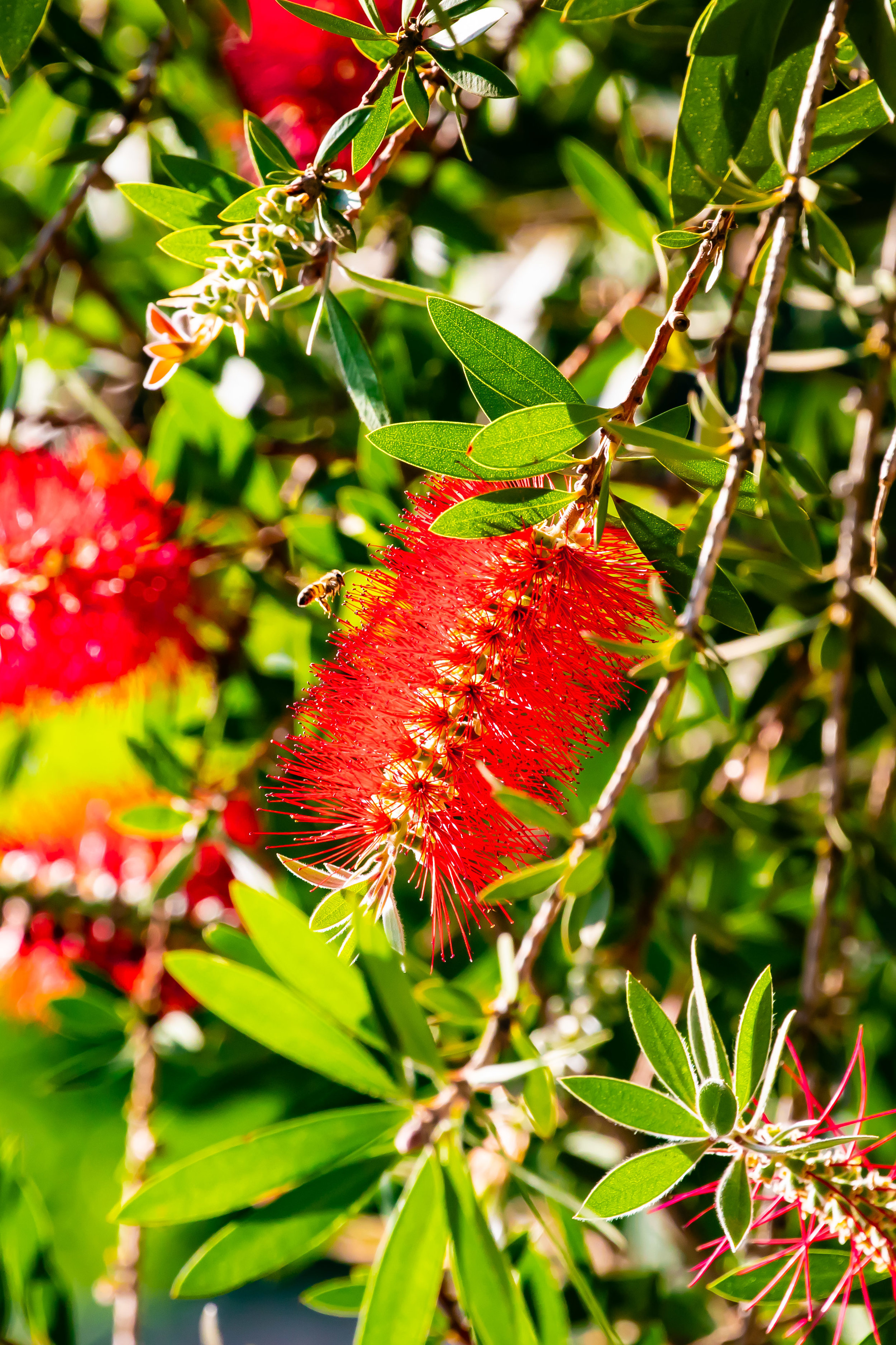 Bottlebrush, The Sportsman's Arms Hotel, Nanyuki, Kenya