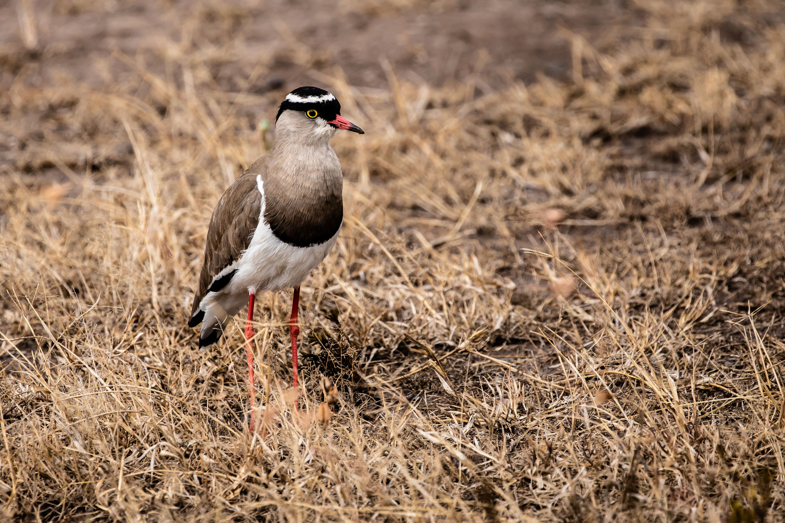 Early Bird, Ol Pejeta Reserve, Kenya