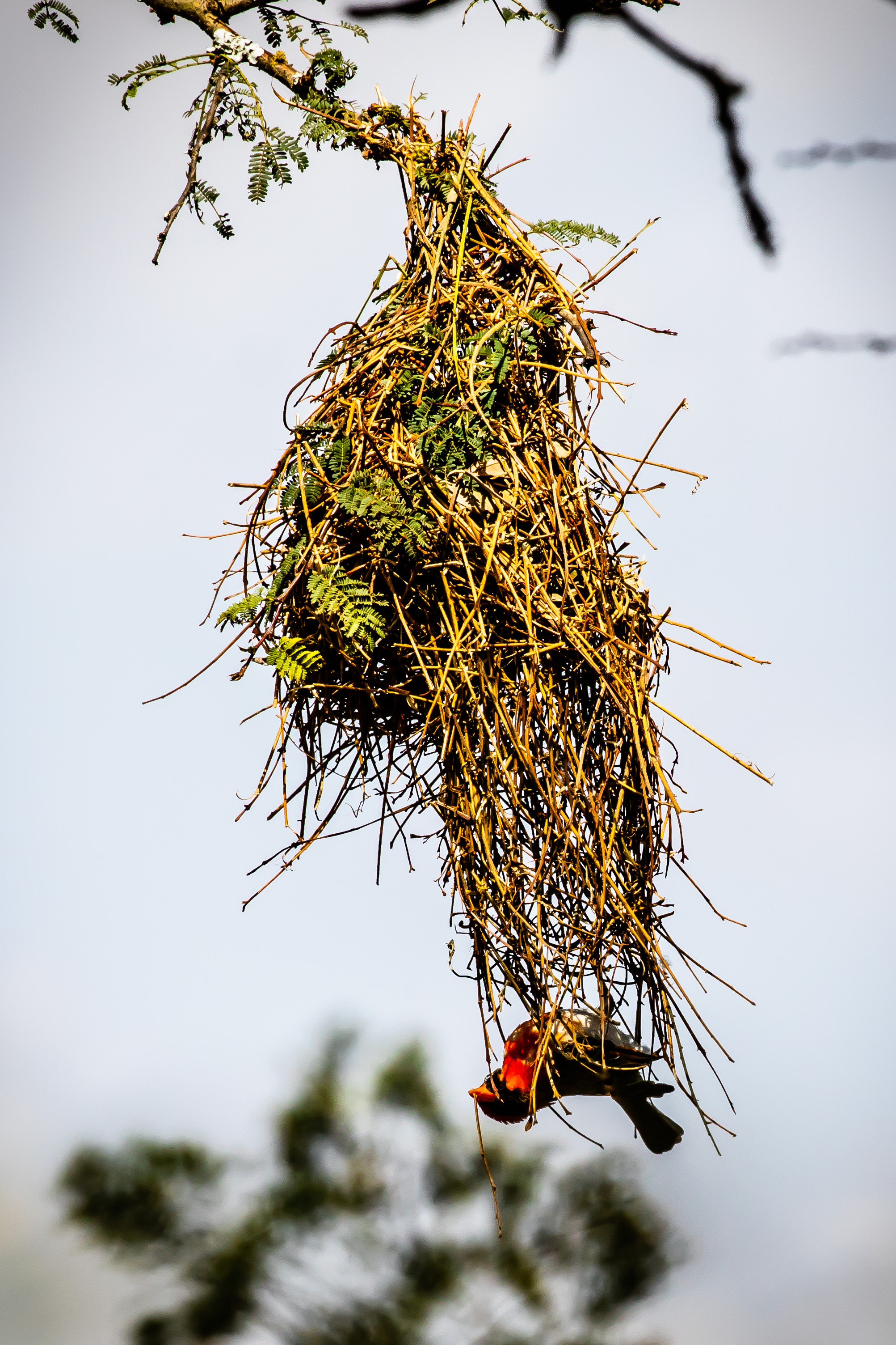 Weaver Bird, Ol Pejeta Reserve, Kenya