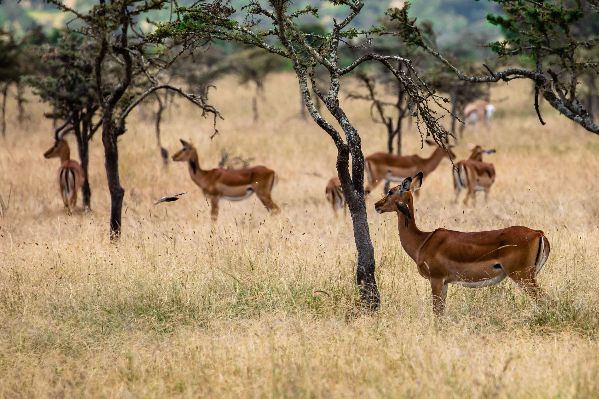 Deer and Bird Buddies, Ol Pejeta Reserve, Kenya