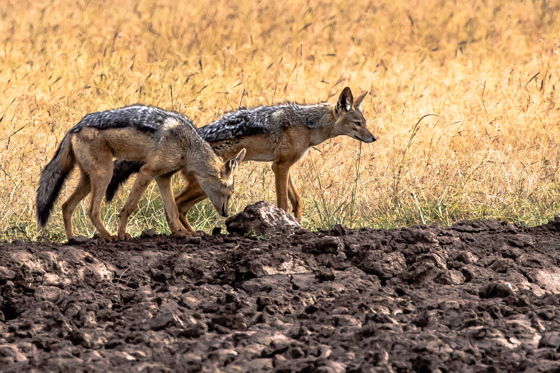 Jackals, Ol Pejeta Reserve, Kenya