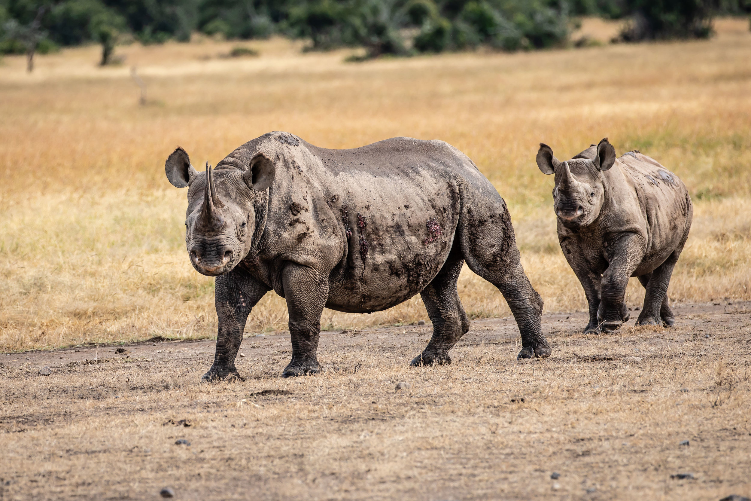 Rhinos, Ol Pejeta Reserve, Kenya
