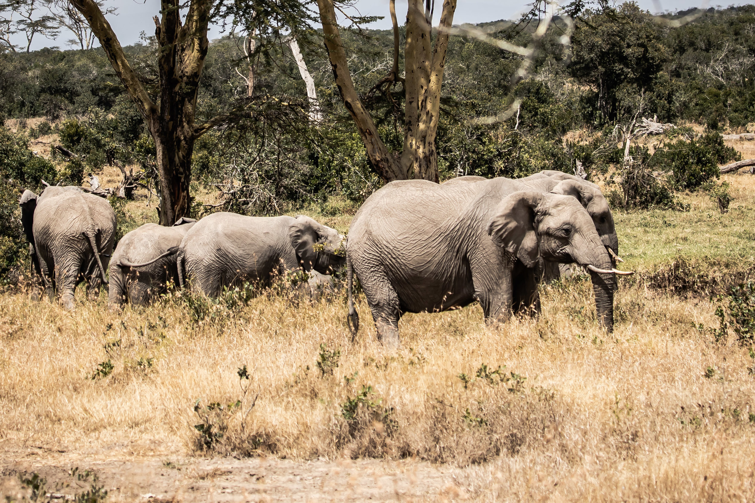 Elephants on the move, Ol Pejeta Reserve, Kenya