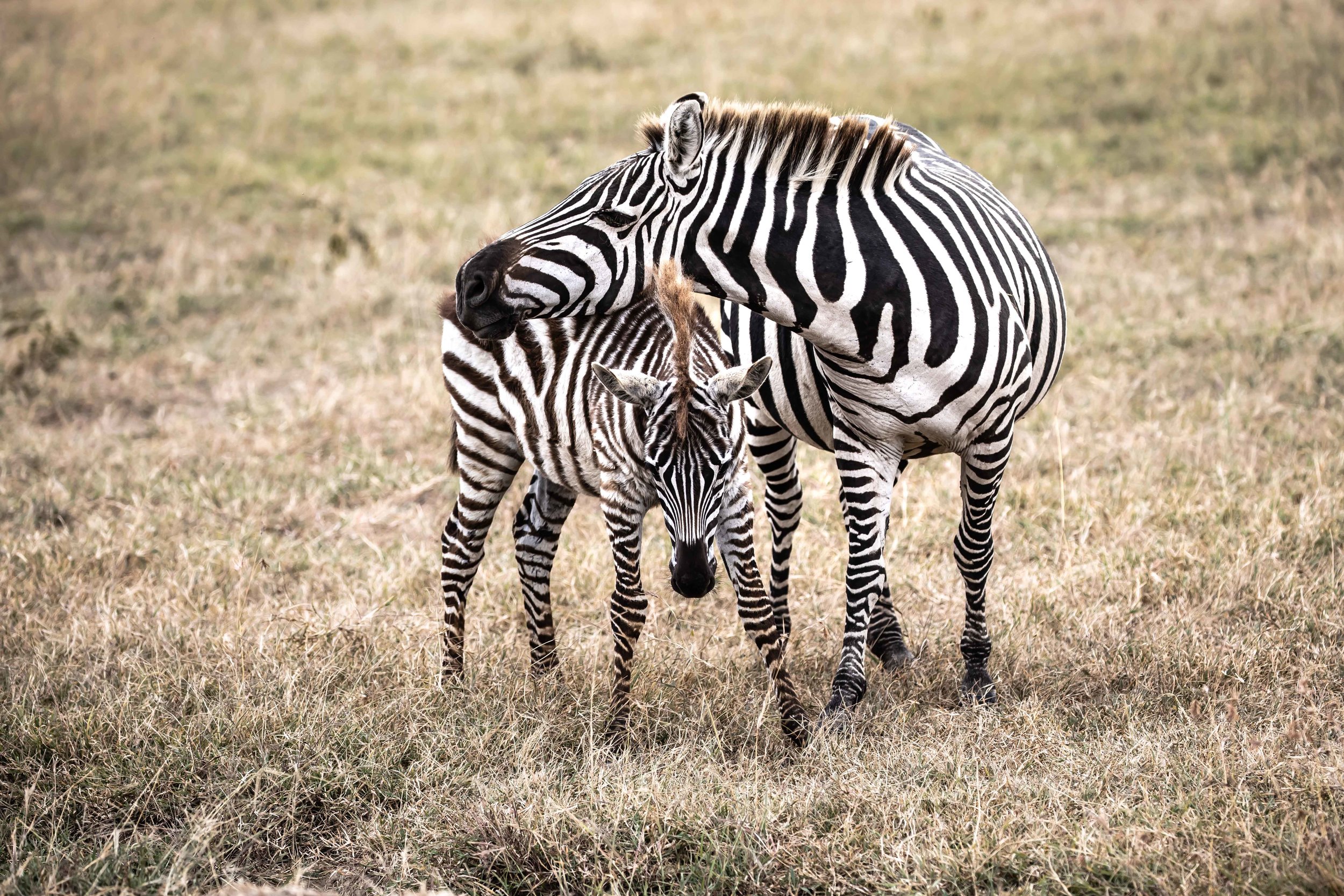 Mother and Child: Matching Outfits,  Ol Pejeta Reserve, Kenya
